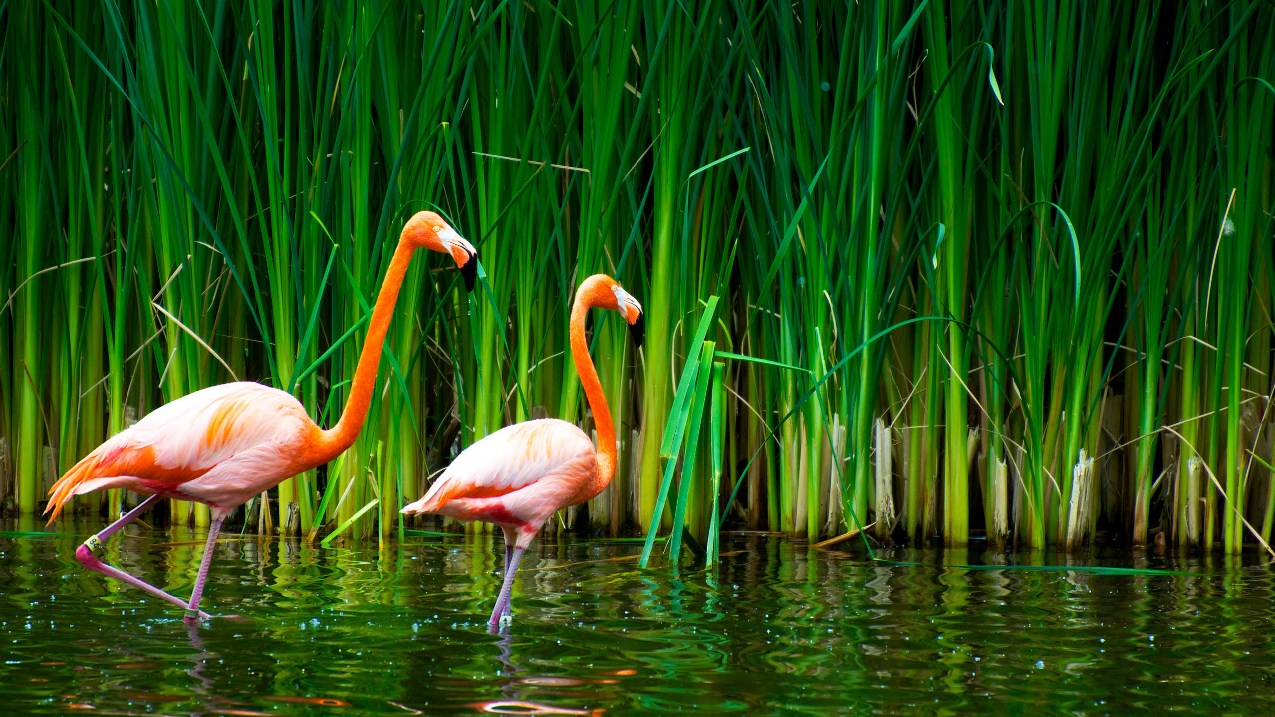 萌宠,动物,可爱,萌物,野生动物,儿童桌面专用