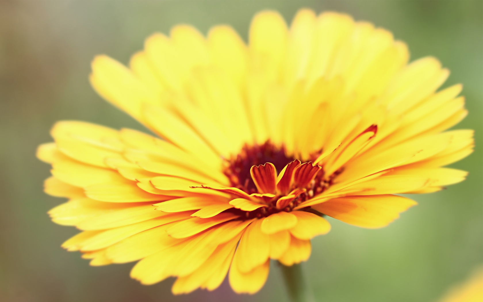 小清新,清爽,温馨,鸟语花香,儿童桌面专用