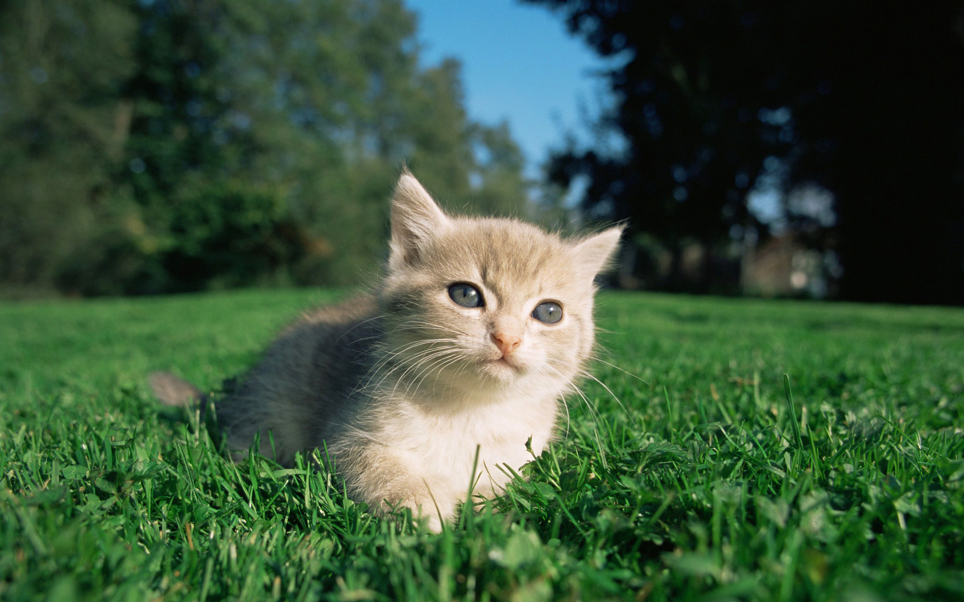 萌宠,动物,可爱,萌物,宠物,喵星人,猫,儿童桌面专用