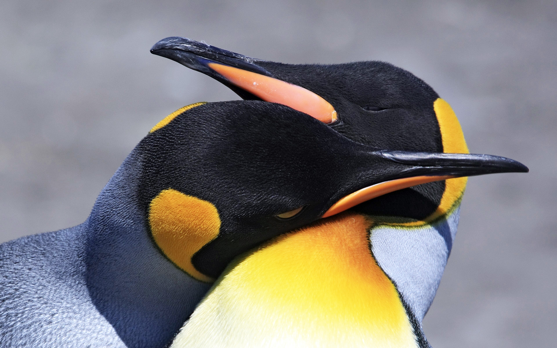 萌宠,动物,可爱,野生动物,极低物种,儿童桌面专用