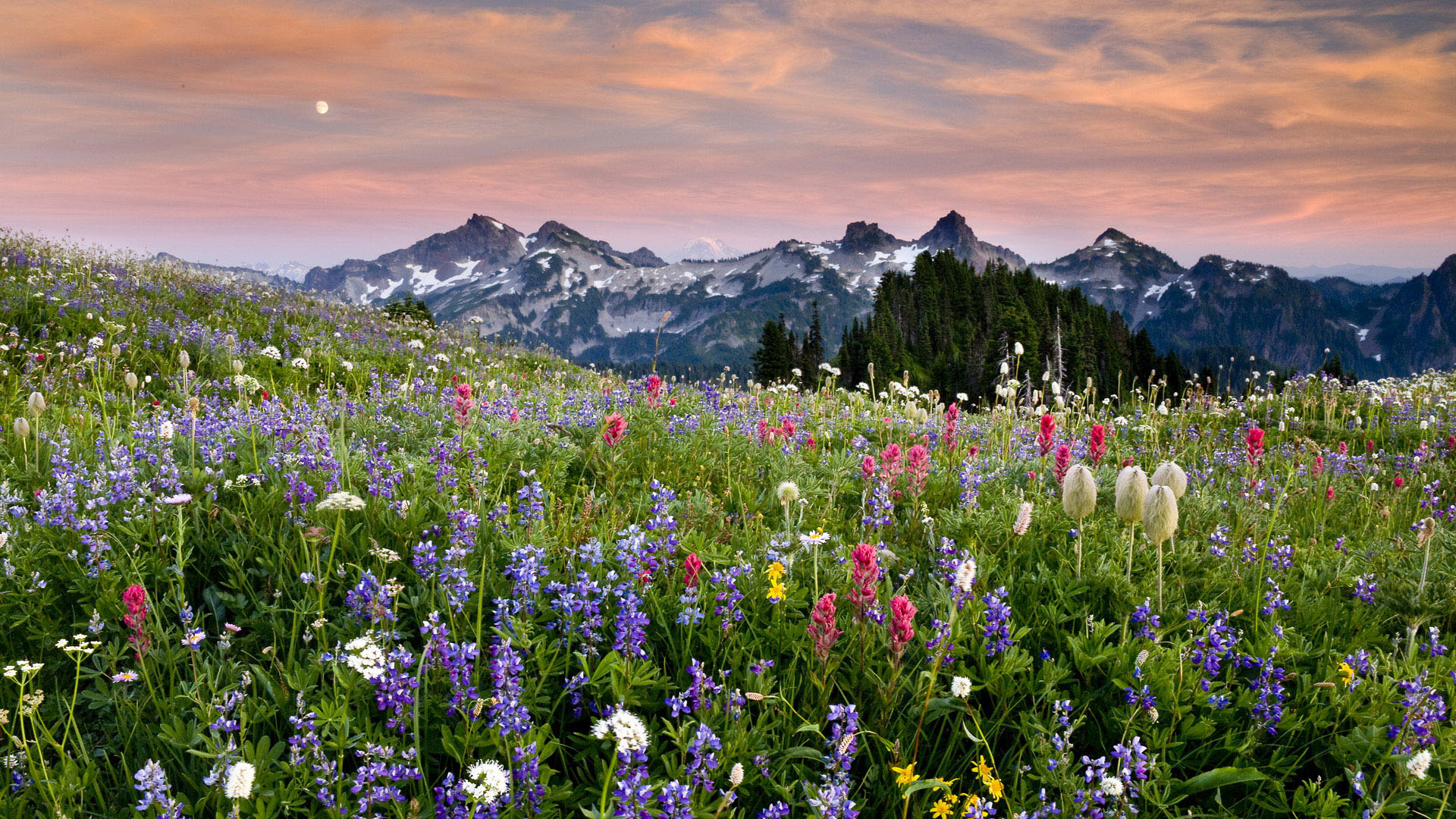 风景,春意盎然,儿童桌面专用