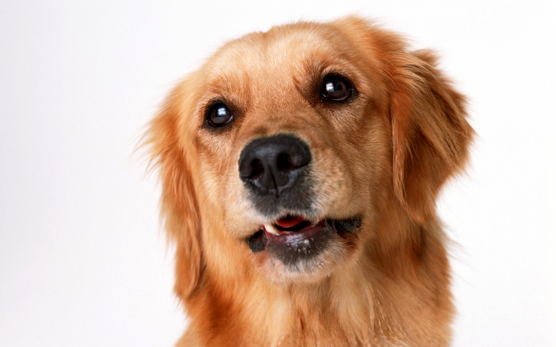 萌宠,动物,可爱,宠物,汪星人,儿童桌面专用