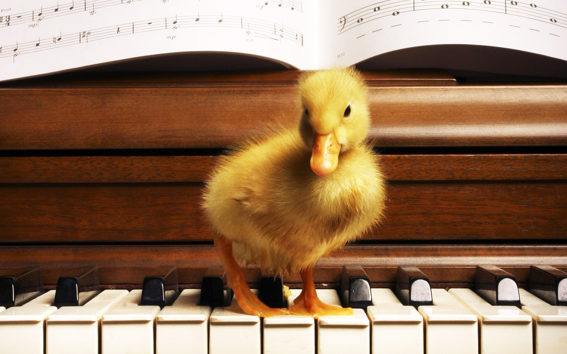 萌宠,动物,可爱,古灵精怪,儿童桌面专用