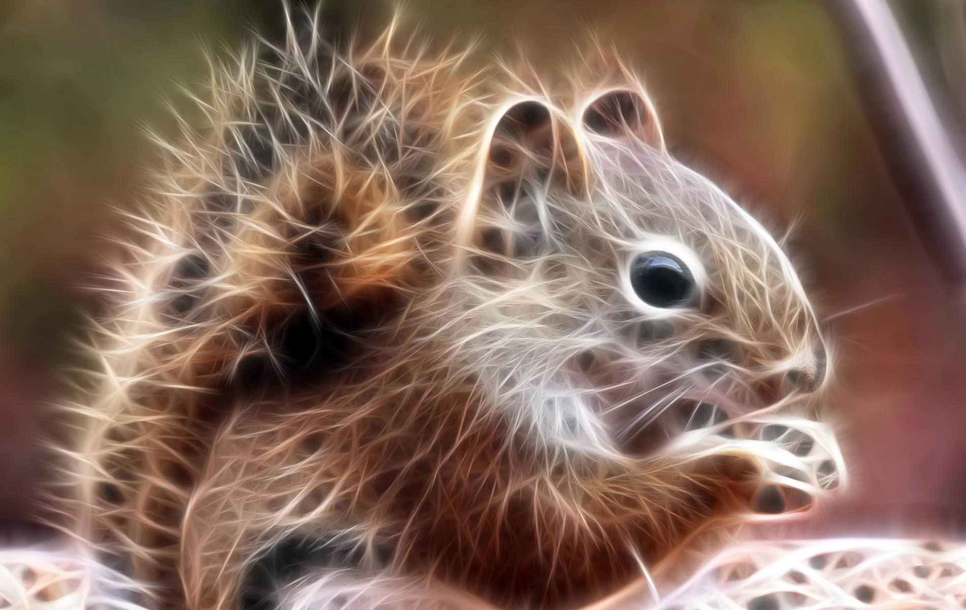 萌宠,动物,可爱,野生动物,儿童桌面专用