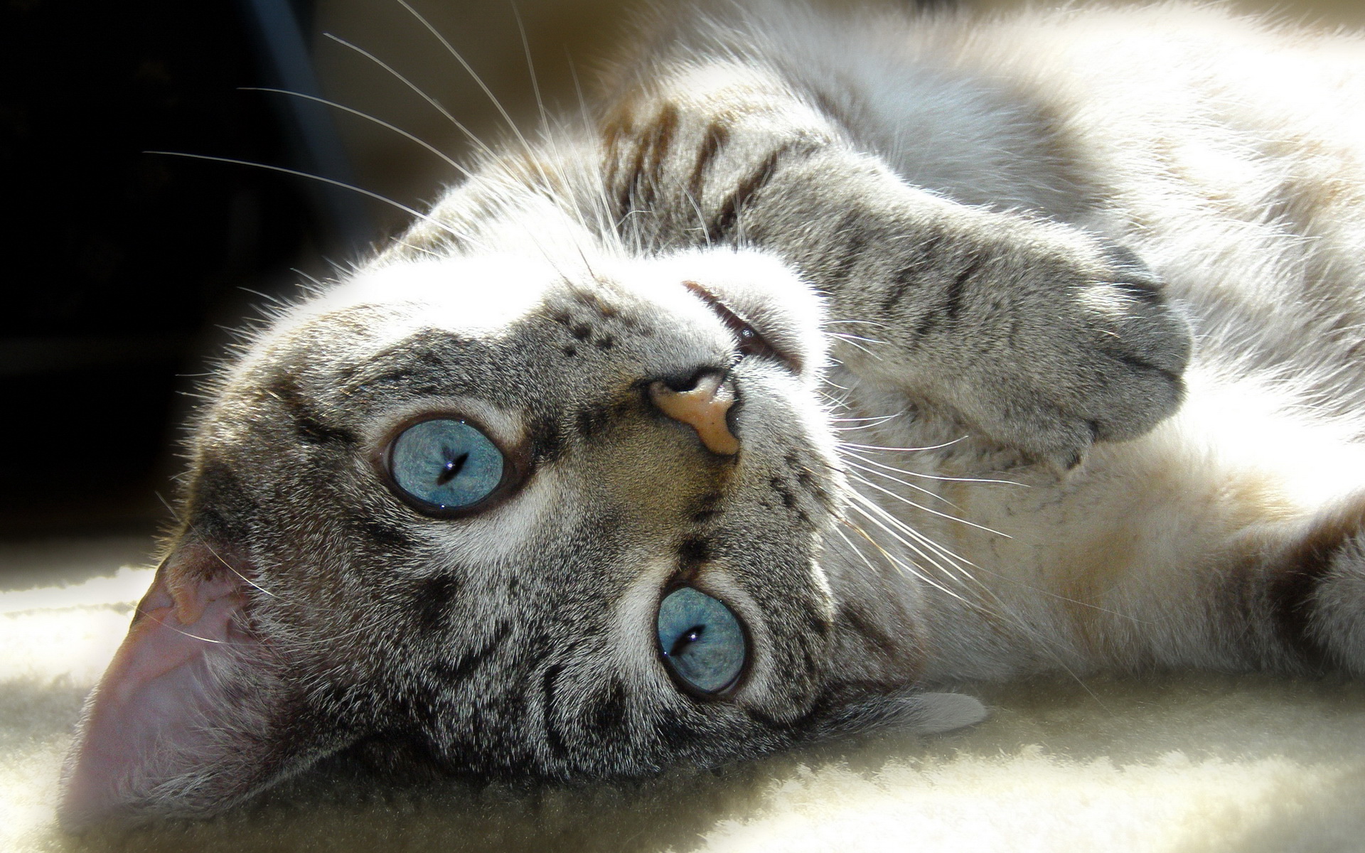 萌宠,动物,可爱,宠物,喵星人,卖萌图,儿童桌面专用