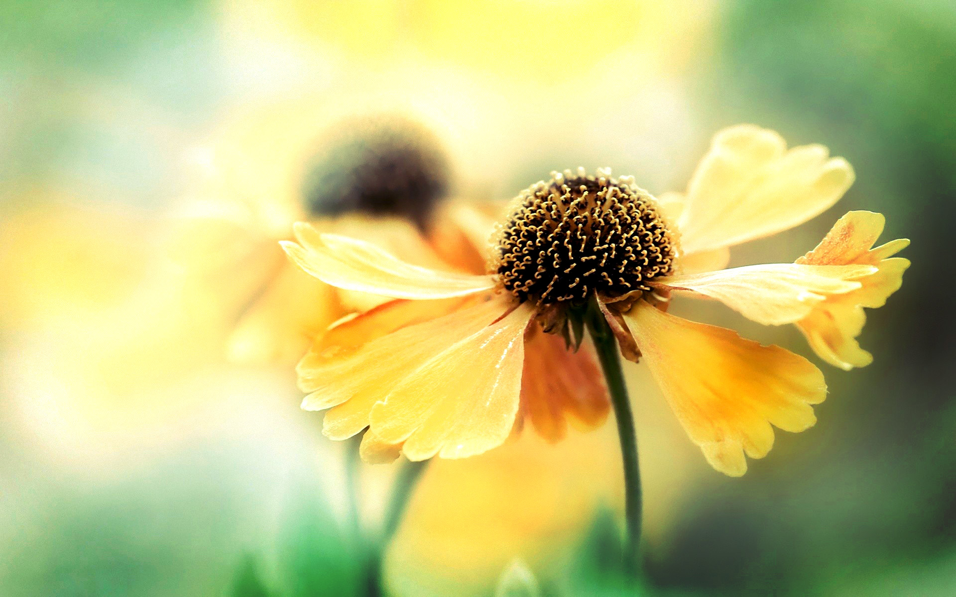 小清新,清爽,温馨,娇艳欲滴,儿童桌面专用