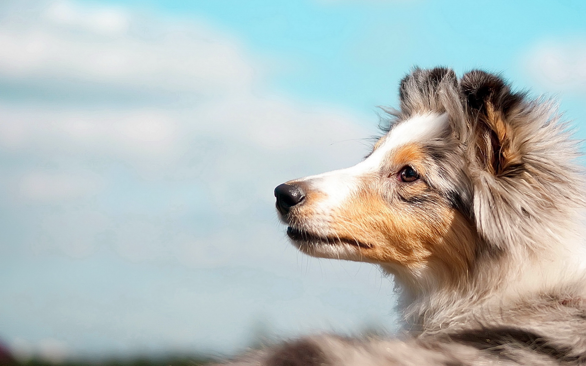 萌宠,动物,可爱,宠物,汪星人,儿童桌面专用