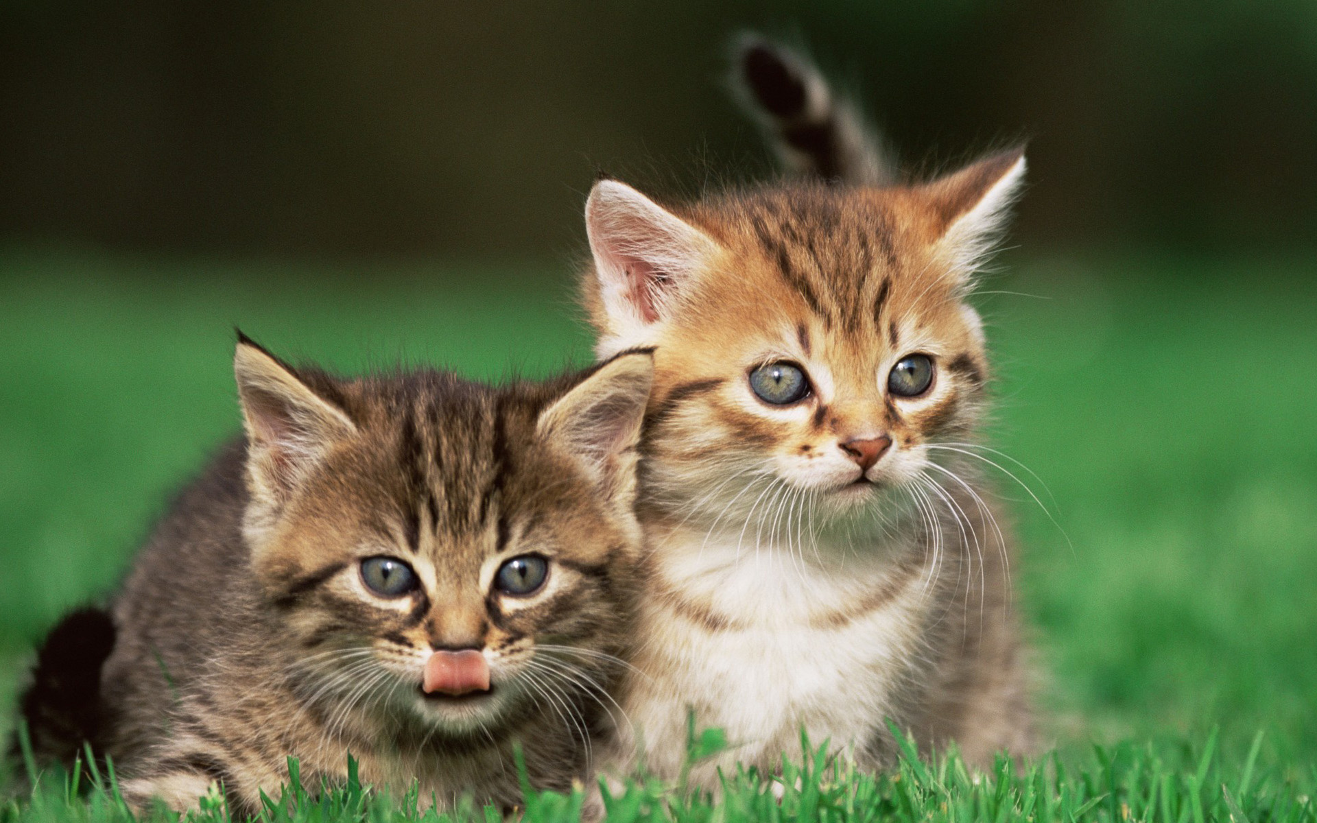 萌宠,动物,可爱,萌物,宠物,喵星人,猫,儿童桌面专用