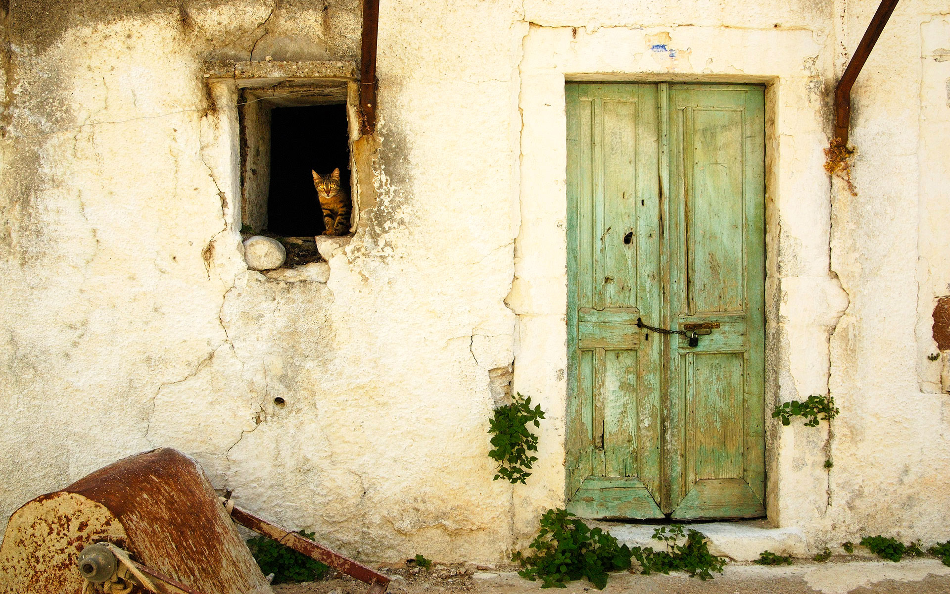萌宠,动物,可爱,萌物,宠物,喵星人,猫,古灵精怪,儿童桌面专用