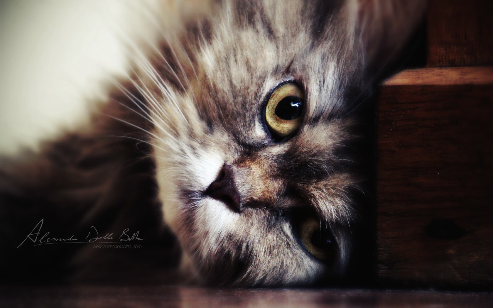 萌宠,动物,可爱,宠物,喵星人,儿童桌面专用