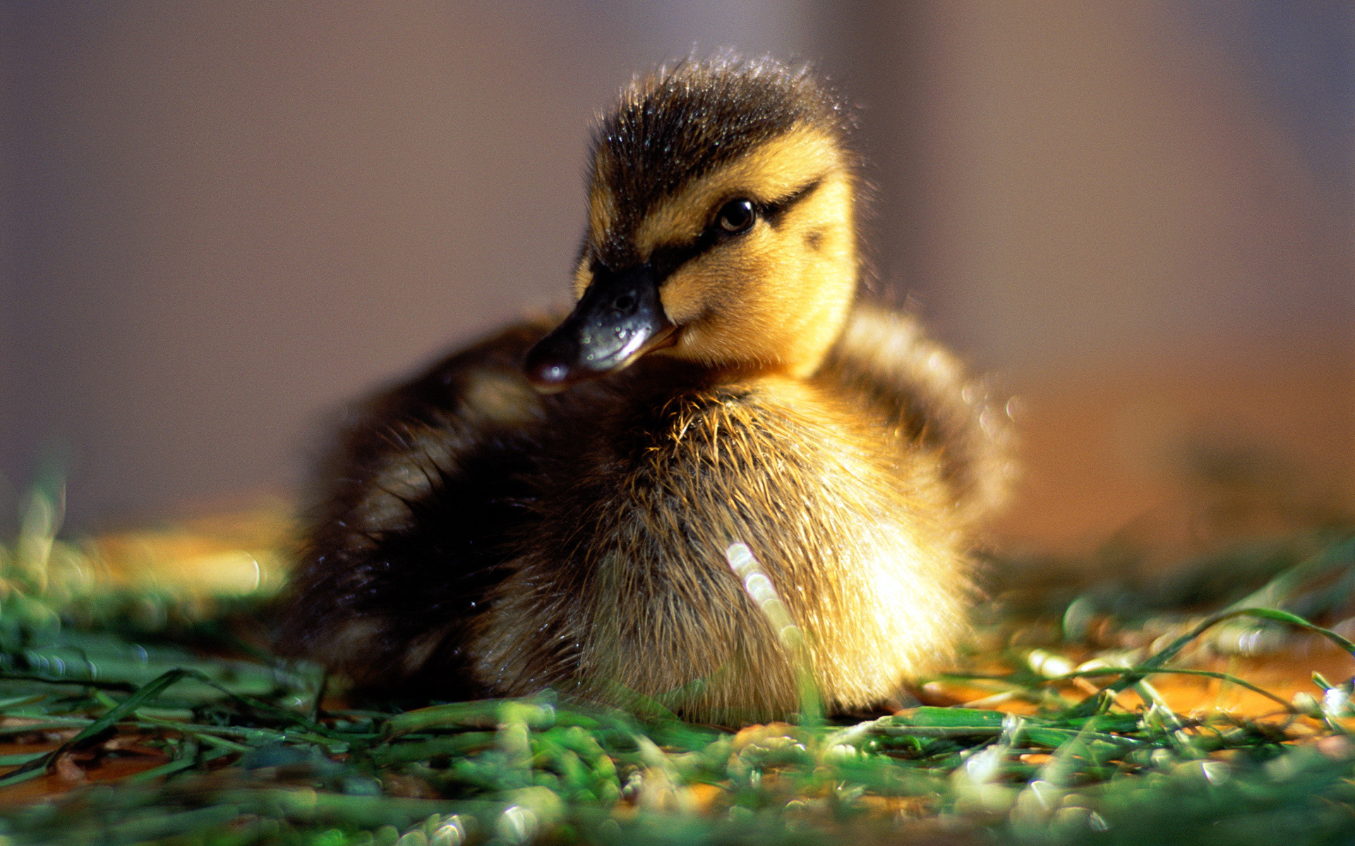 萌宠,动物,可爱,卖萌图,儿童桌面专用