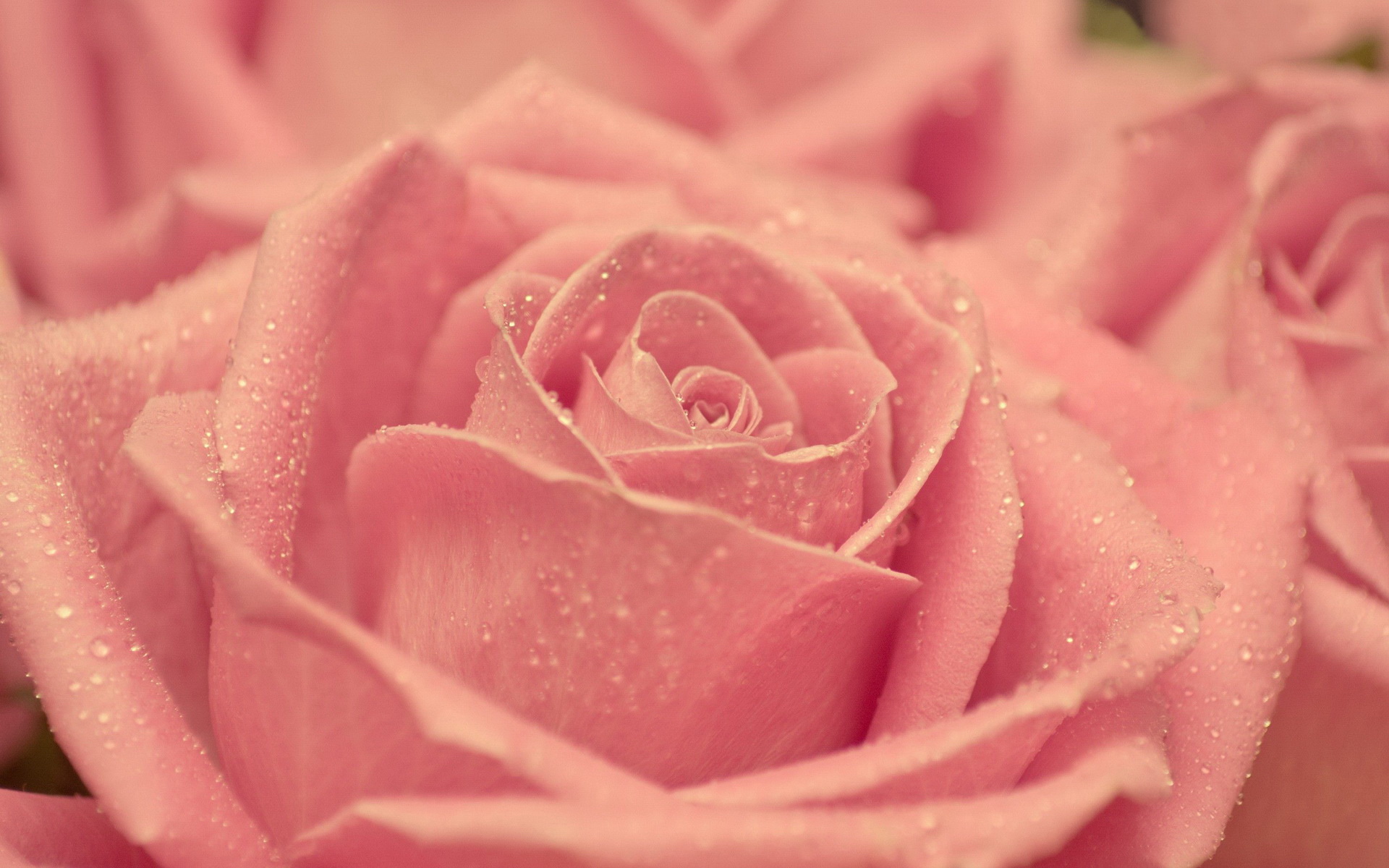 小清新,娇艳欲滴,儿童桌面专用