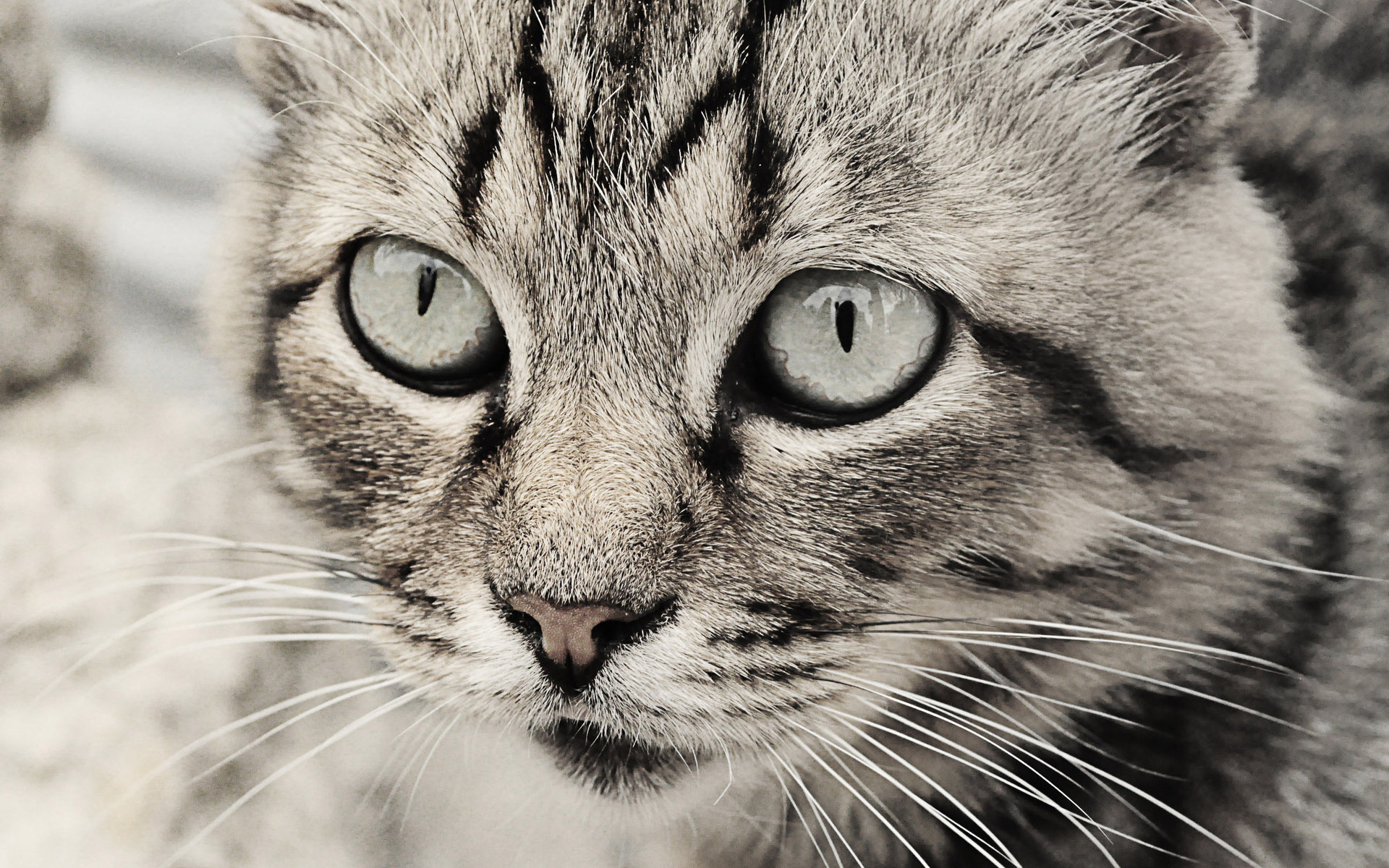 萌宠,动物,可爱,宠物,喵星人,卖萌图,儿童桌面专用