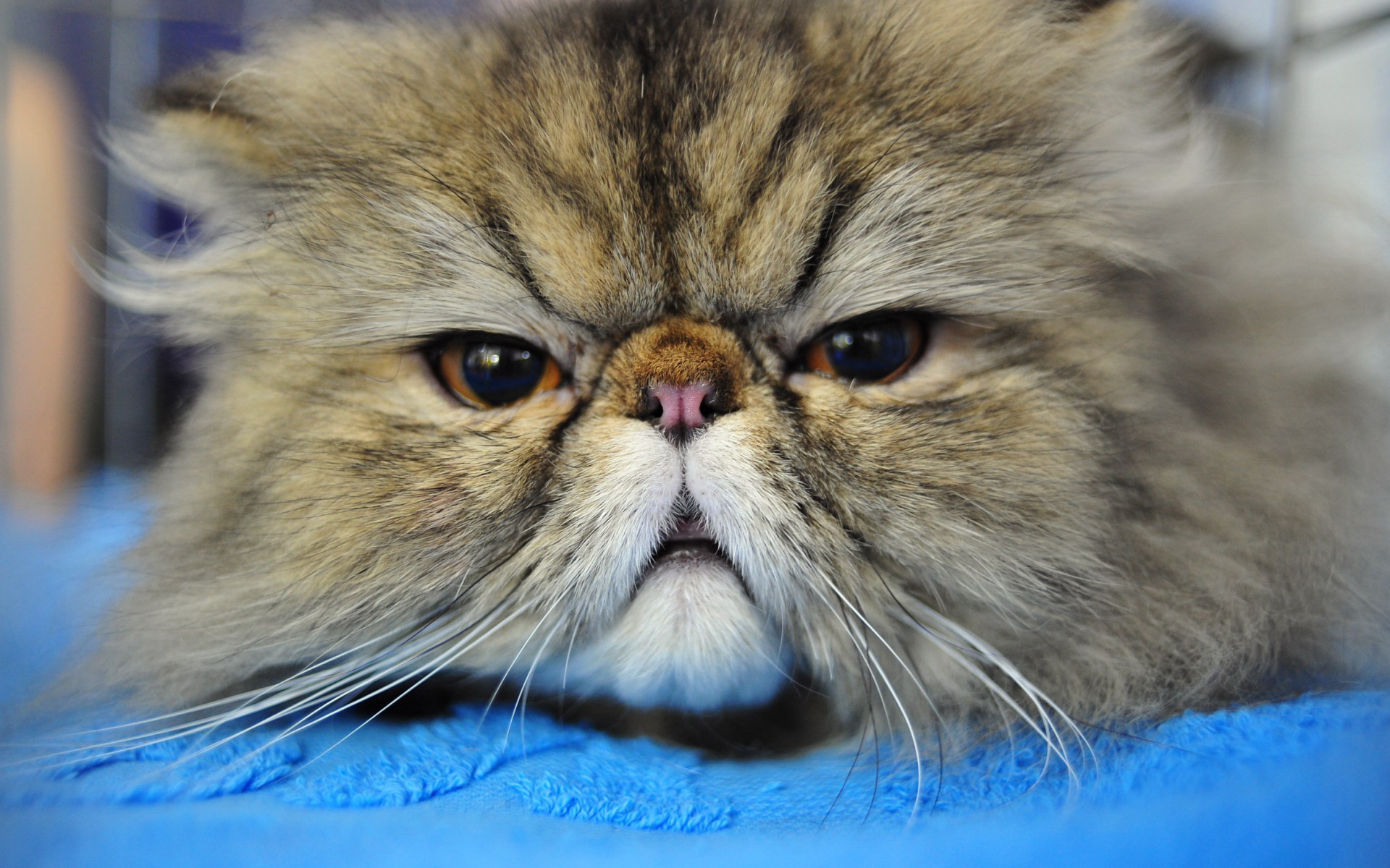 萌宠,动物,可爱,宠物,喵星人,古灵精怪,儿童桌面专用