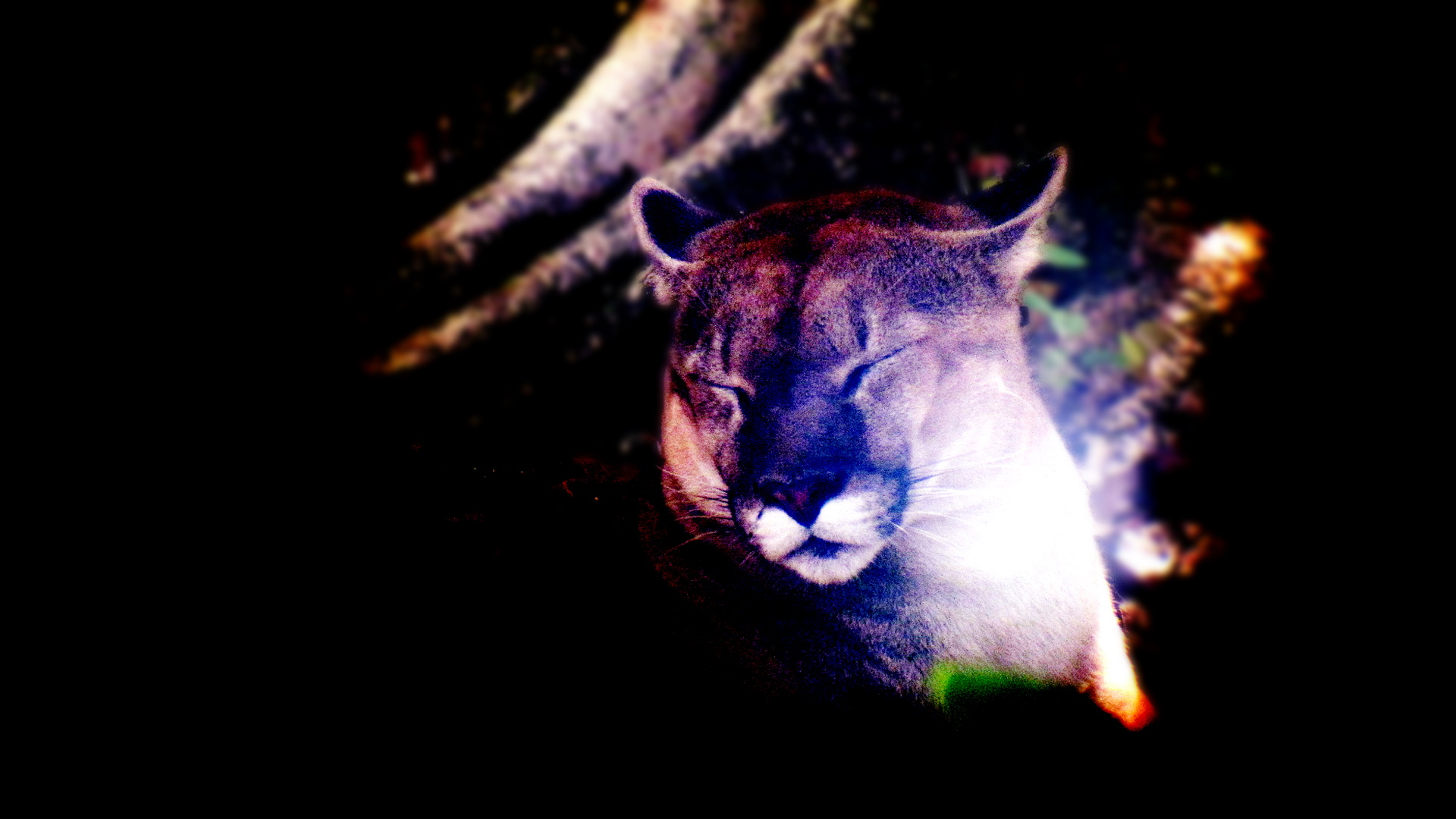 萌宠,动物,可爱,野生动物,儿童桌面专用