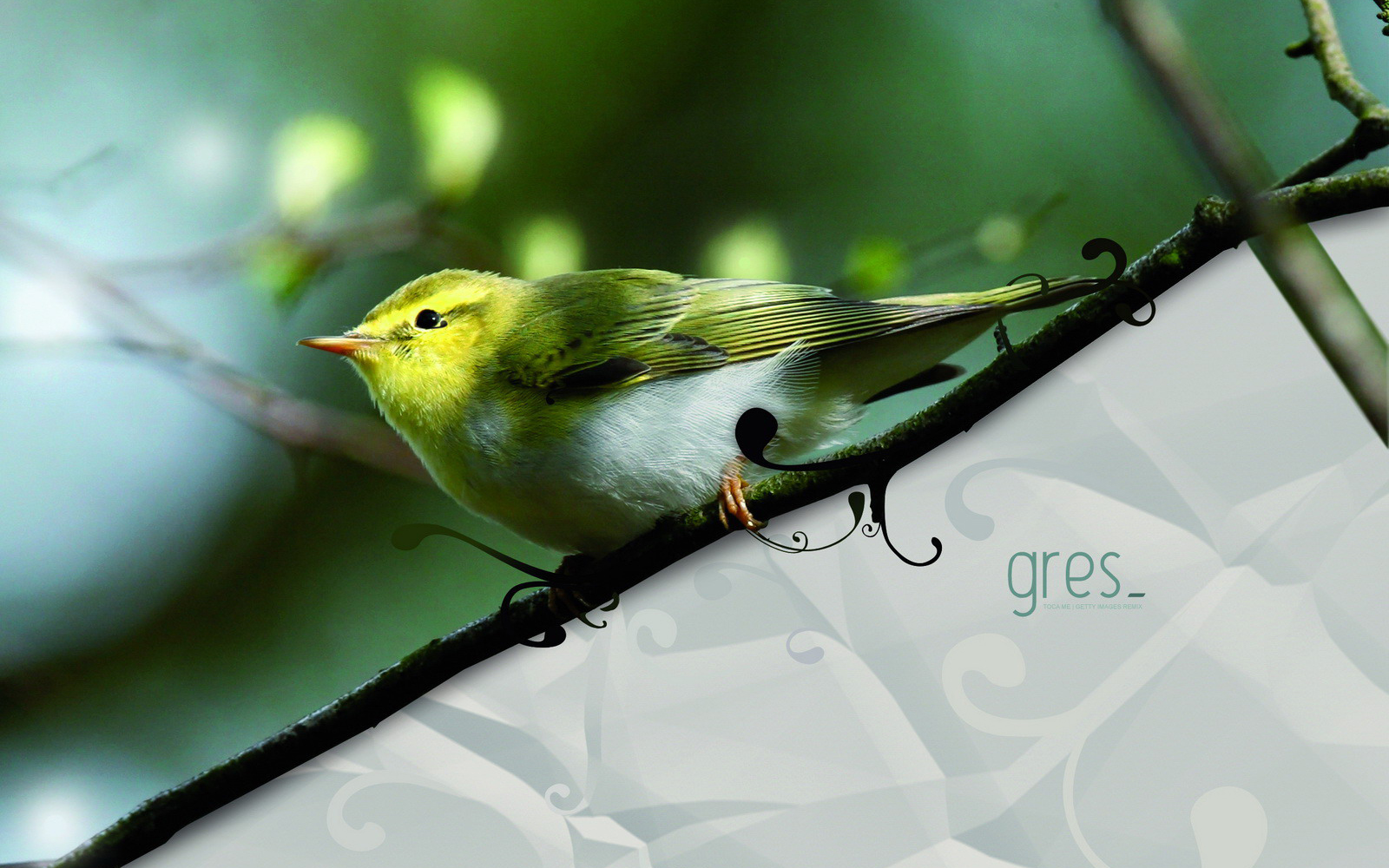 小清新,护眼壁纸,小鸟,儿童桌面专用