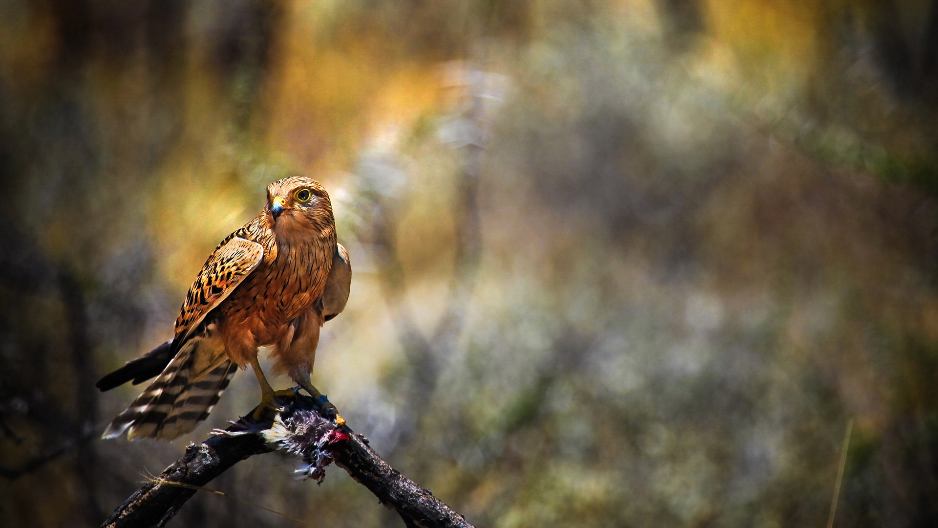 萌宠,动物,可爱,野生动物,儿童桌面专用