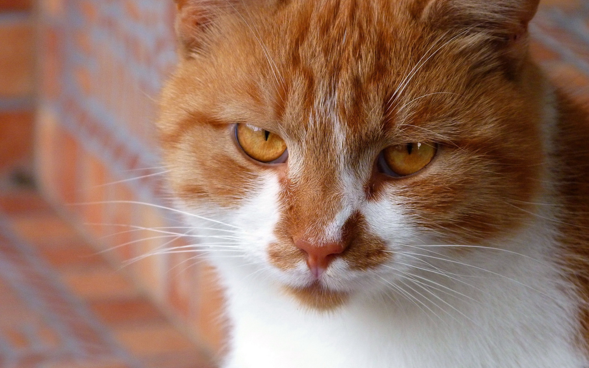 萌宠,动物,可爱,宠物,喵星人,儿童桌面专用