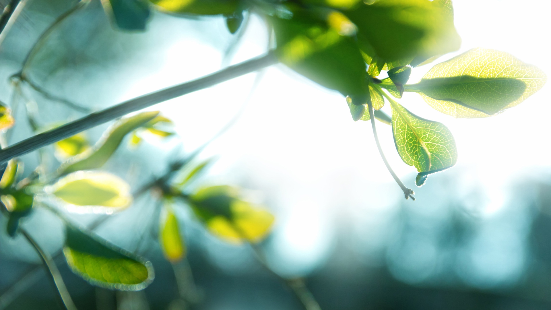 小清新,清爽,温馨,护眼壁纸,儿童桌面专用