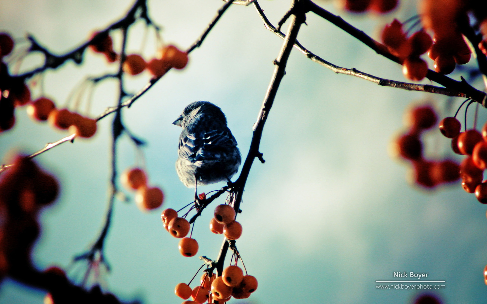 萌宠,动物,可爱,野生动物,儿童桌面专用