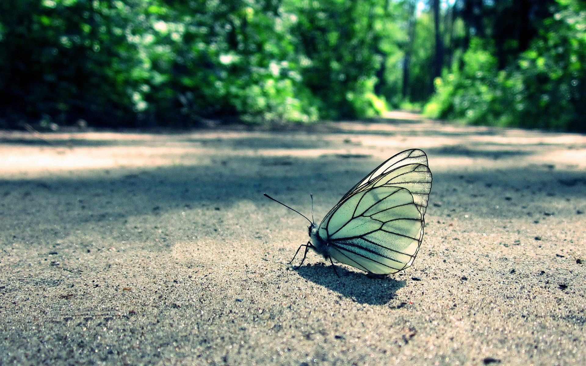 萌宠,动物,可爱,野生动物,儿童桌面专用