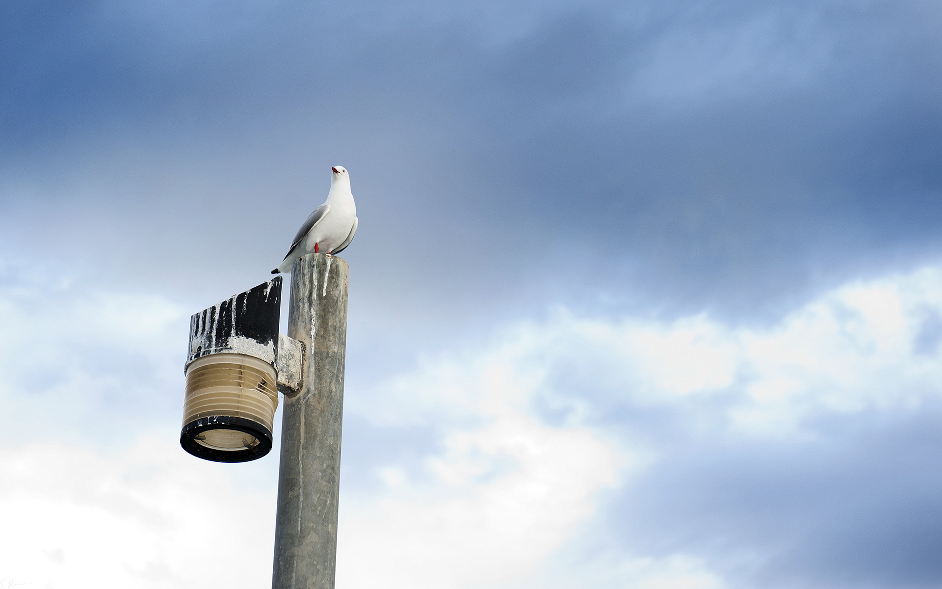 萌宠,动物,可爱,野生动物,儿童桌面专用