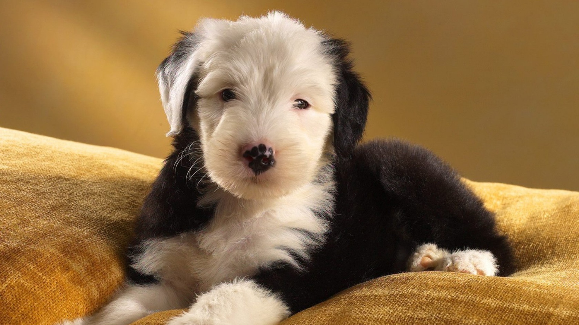 萌宠,动物,可爱,宠物,汪星人,卖萌图,儿童桌面专用