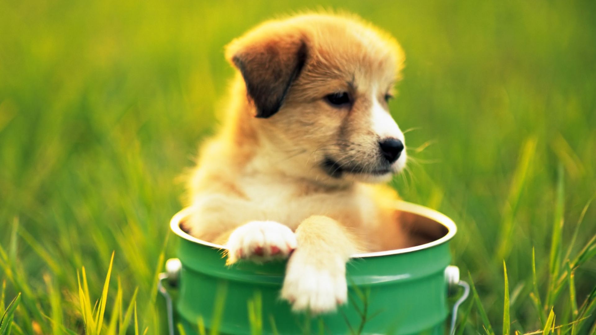 萌宠,动物,可爱,宠物,汪星人,古灵精怪,儿童桌面专用