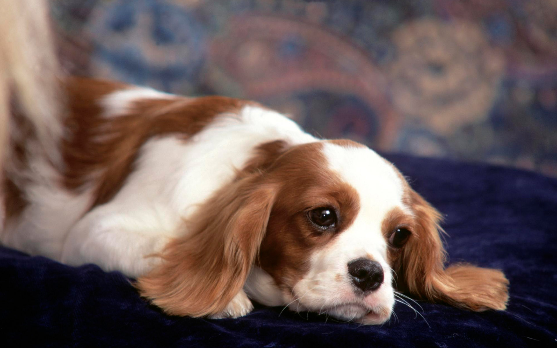 萌宠,动物,可爱,汪星人,小狗,儿童桌面专用