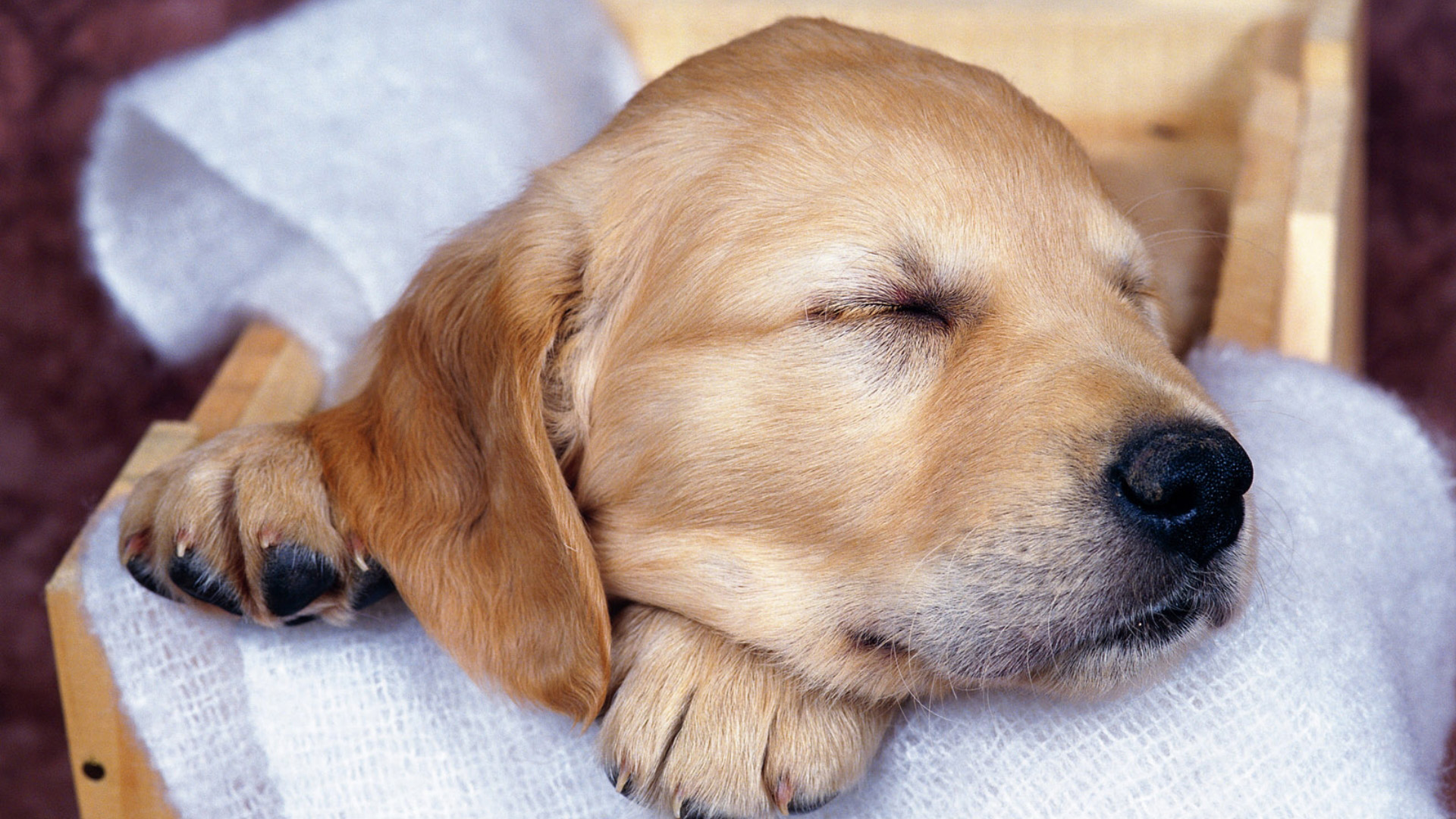 萌宠,动物,可爱,宠物,汪星人,卖萌图,儿童桌面专用