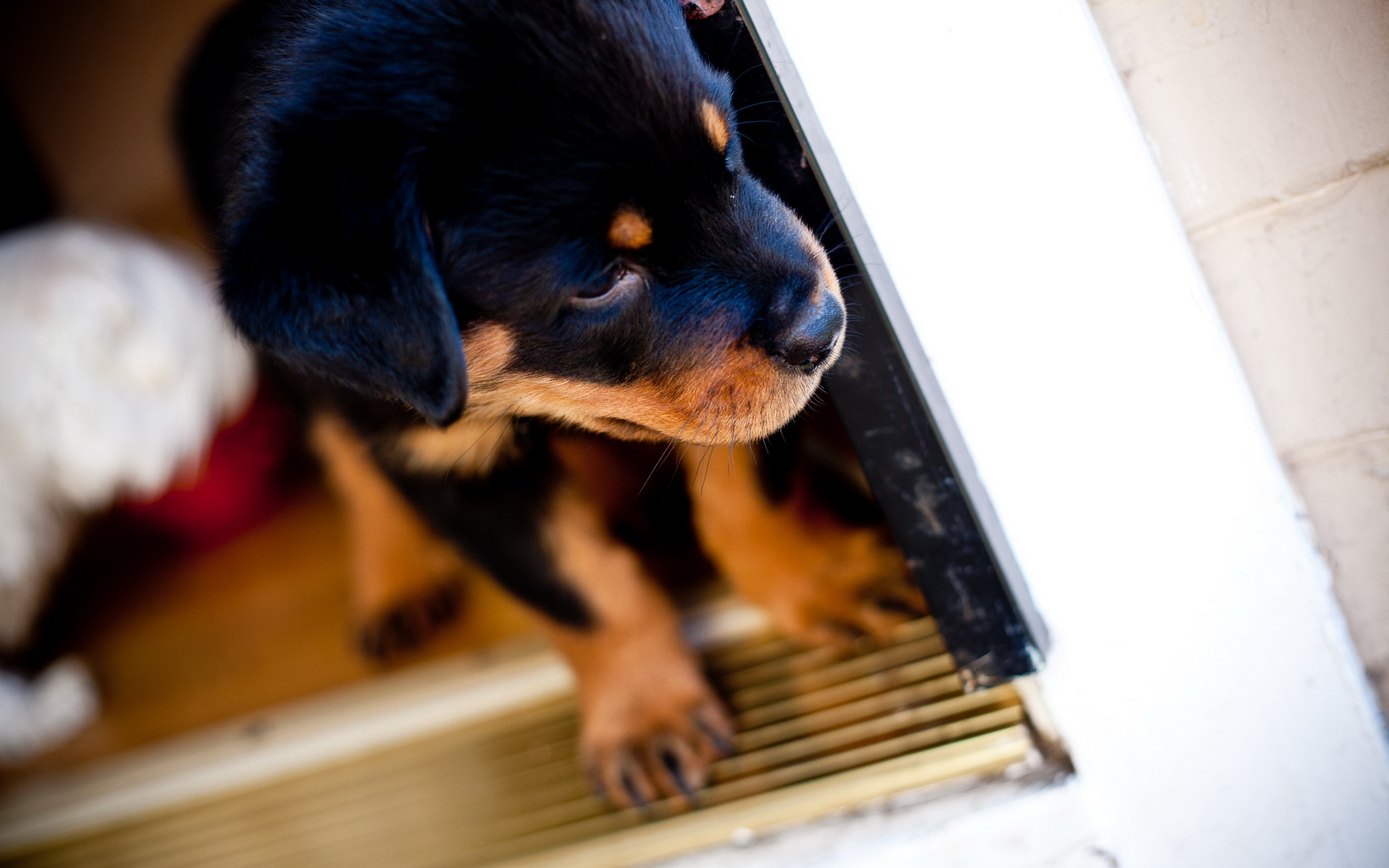 萌宠,动物,可爱,宠物,汪星人,儿童桌面专用