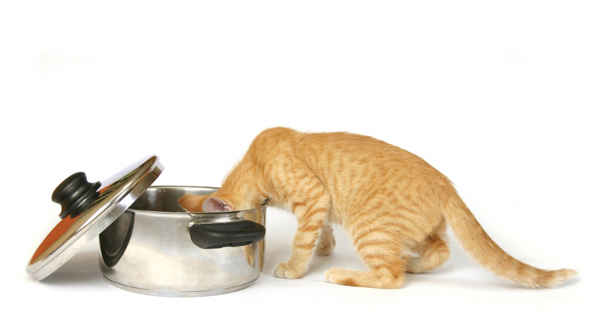 萌宠,动物,可爱,宠物,喵星人,儿童桌面专用