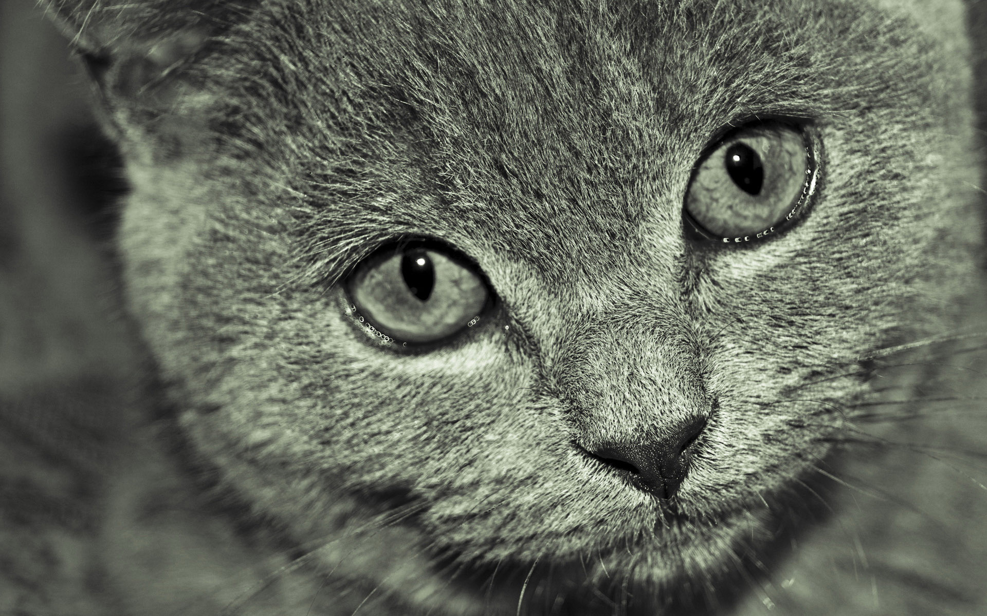 萌宠,动物,可爱,宠物,喵星人,儿童桌面专用