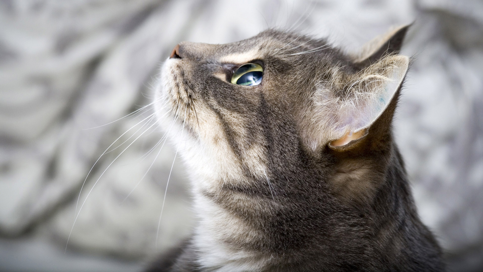 萌宠,动物,可爱,宠物,喵星人,古灵精怪,儿童桌面专用