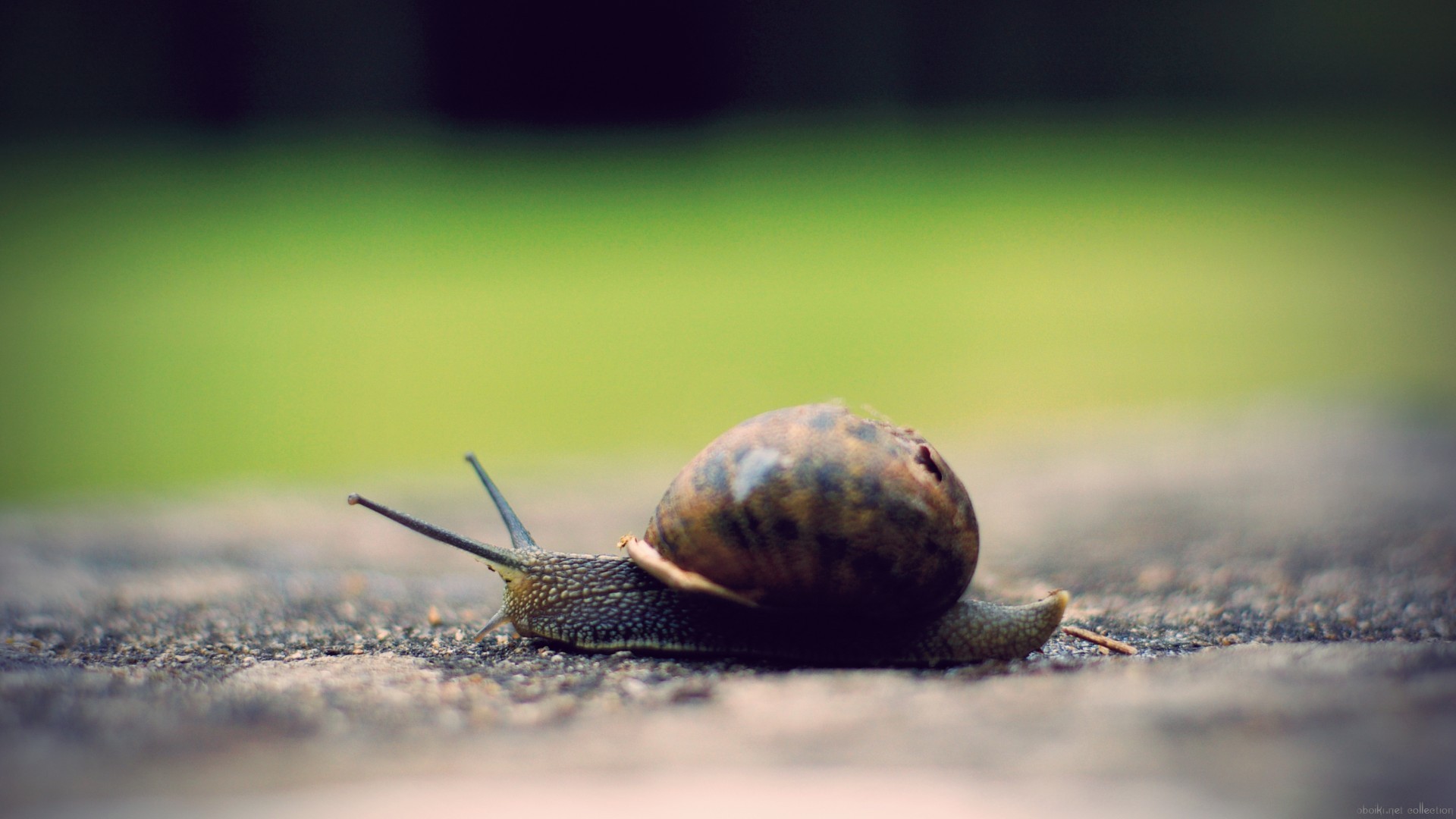 萌宠,动物,可爱,野生动物,儿童桌面专用
