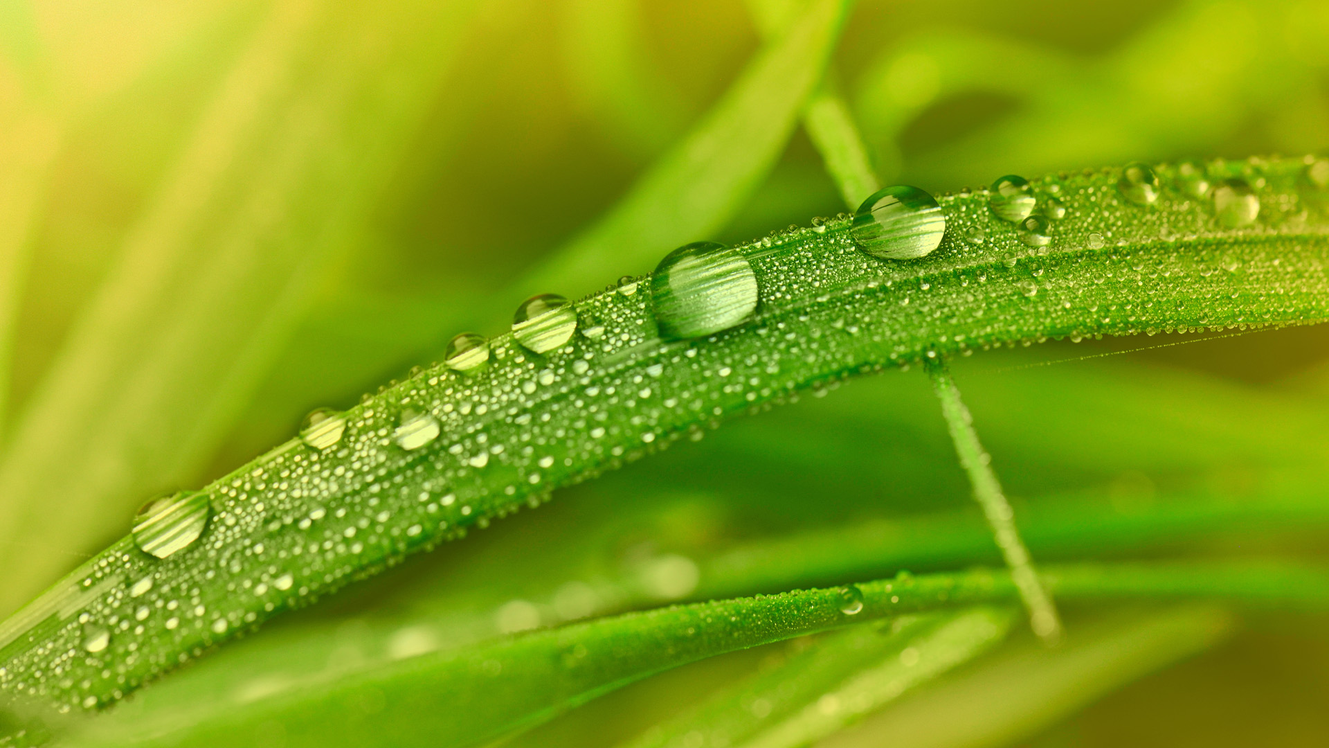 小清新,清爽,温馨,护眼壁纸,儿童桌面专用