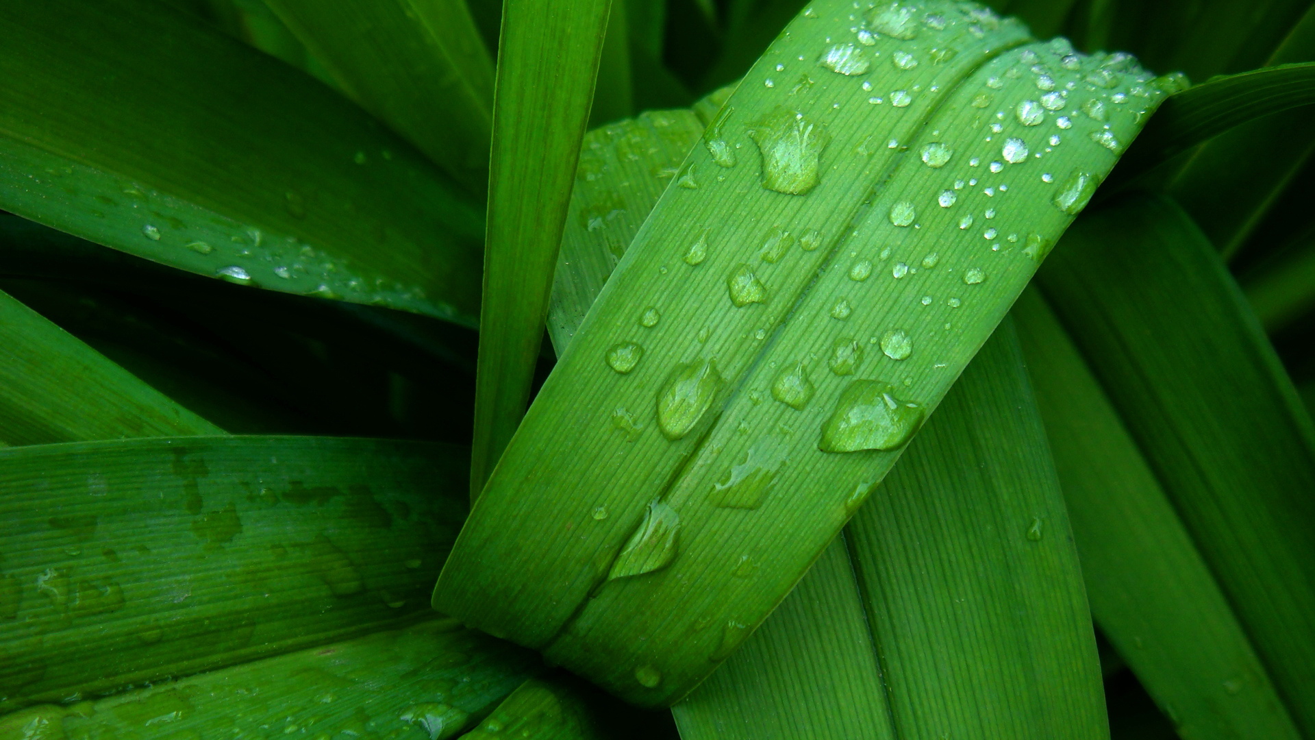 小清新,清爽,温馨,护眼壁纸,儿童桌面专用