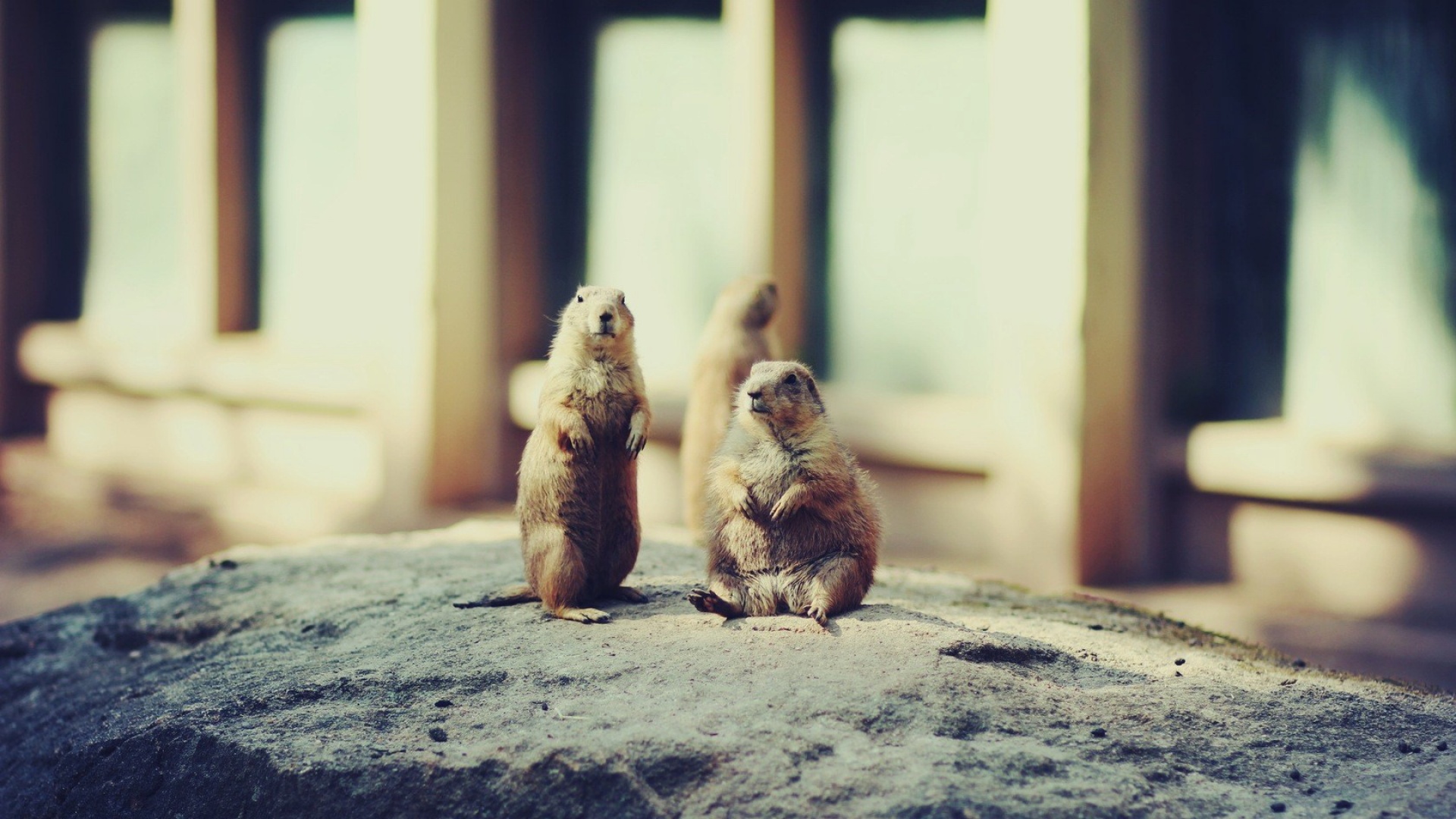 萌宠,动物,可爱,野生动物,儿童桌面专用