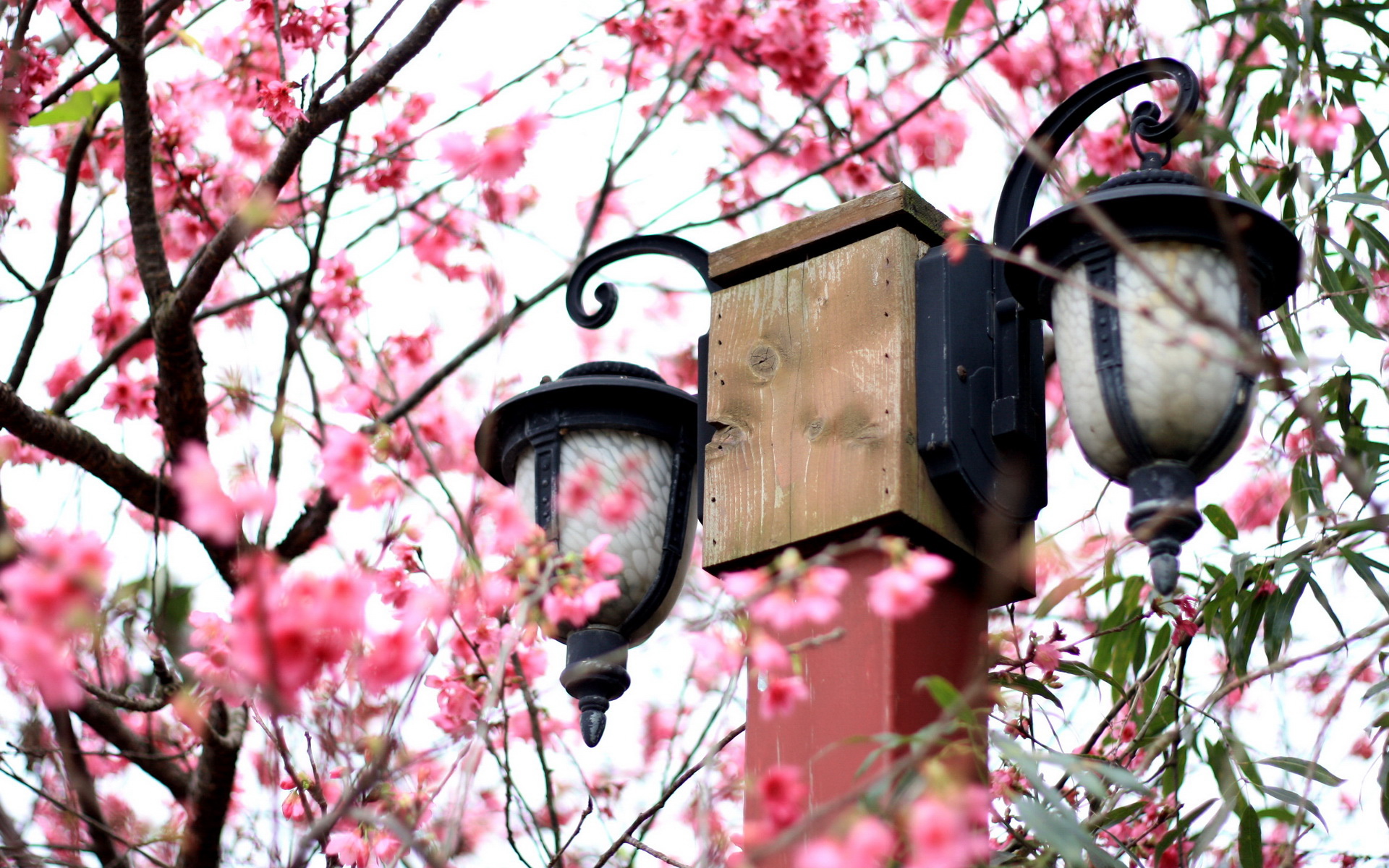 风景,春意盎然,儿童桌面专用