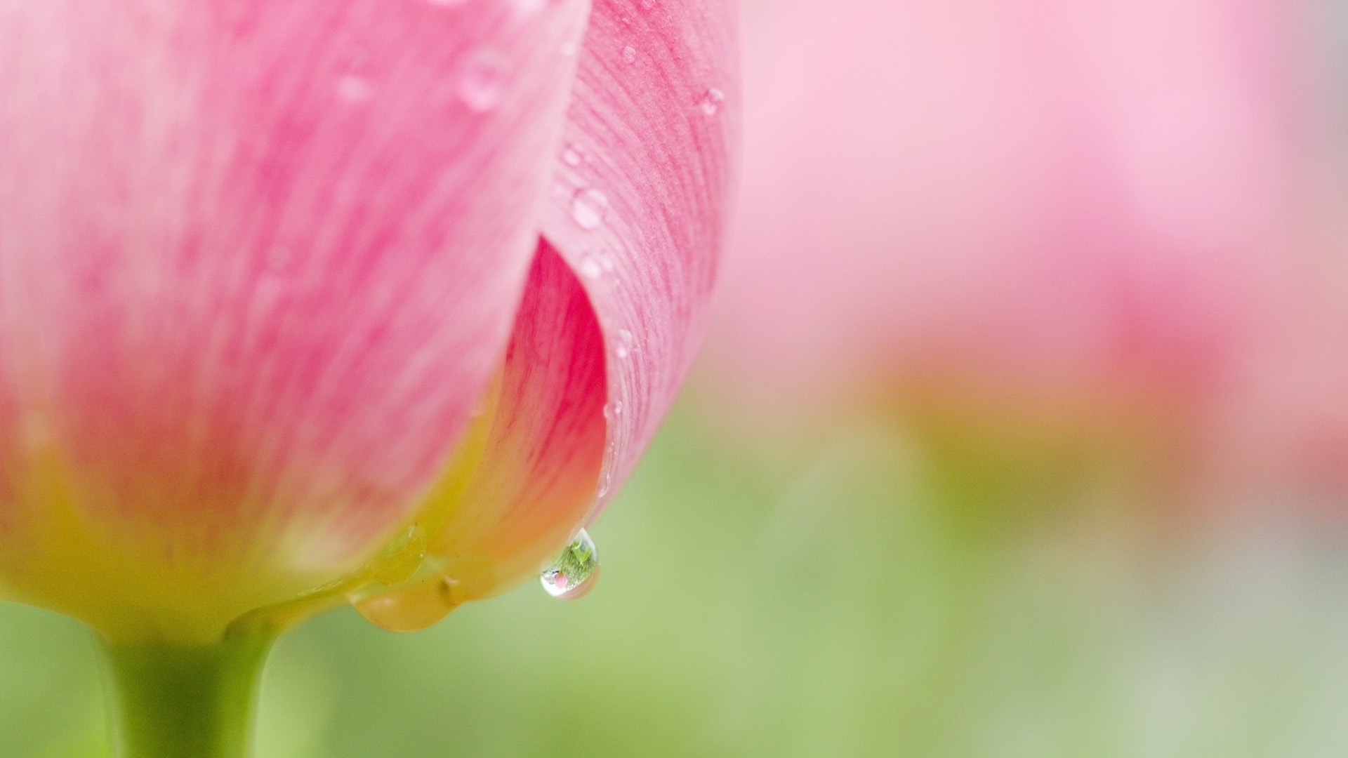 小清新,清爽,娇艳欲滴,儿童桌面专用