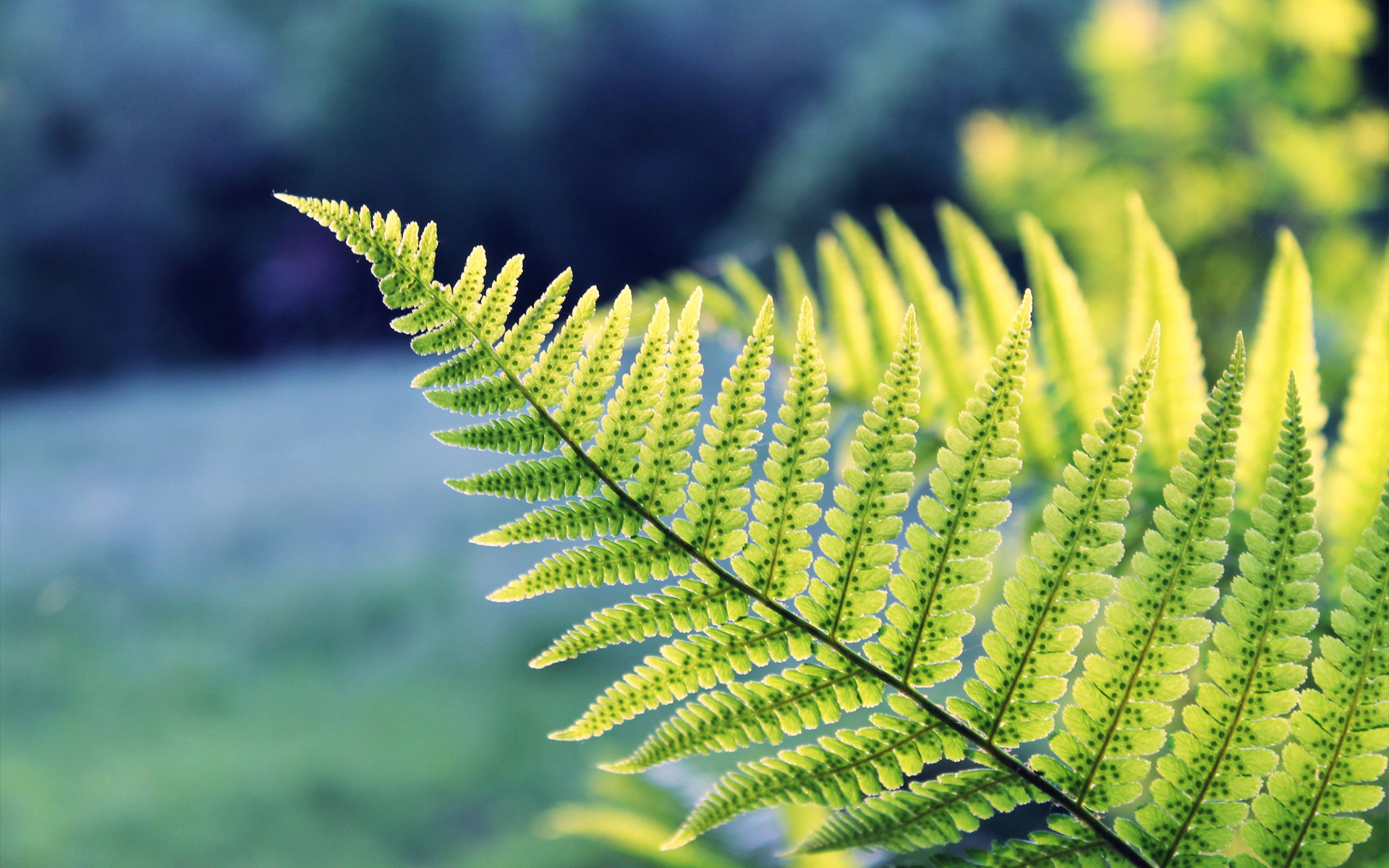 小清新,植物,绿叶,护眼壁纸,儿童桌面专用