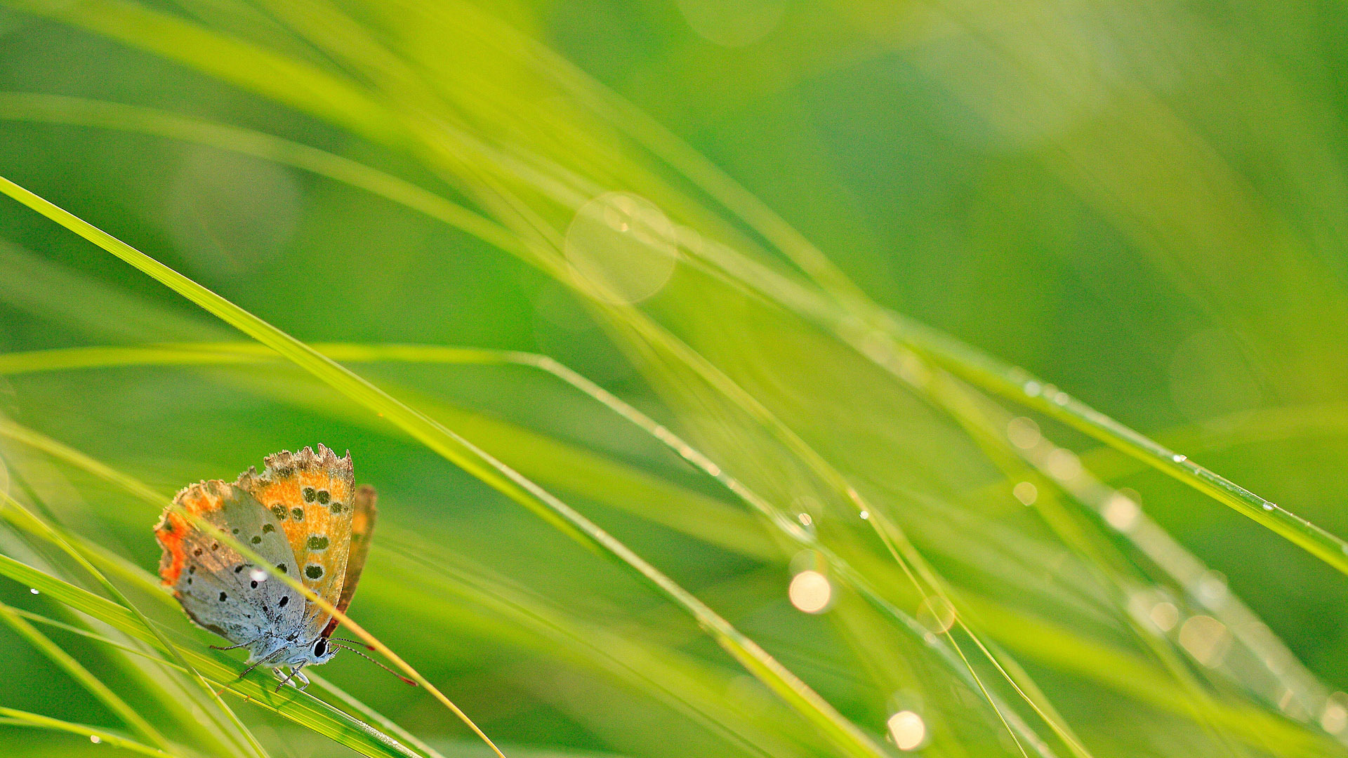 小清新,蝴蝶,护眼壁纸,儿童桌面专用