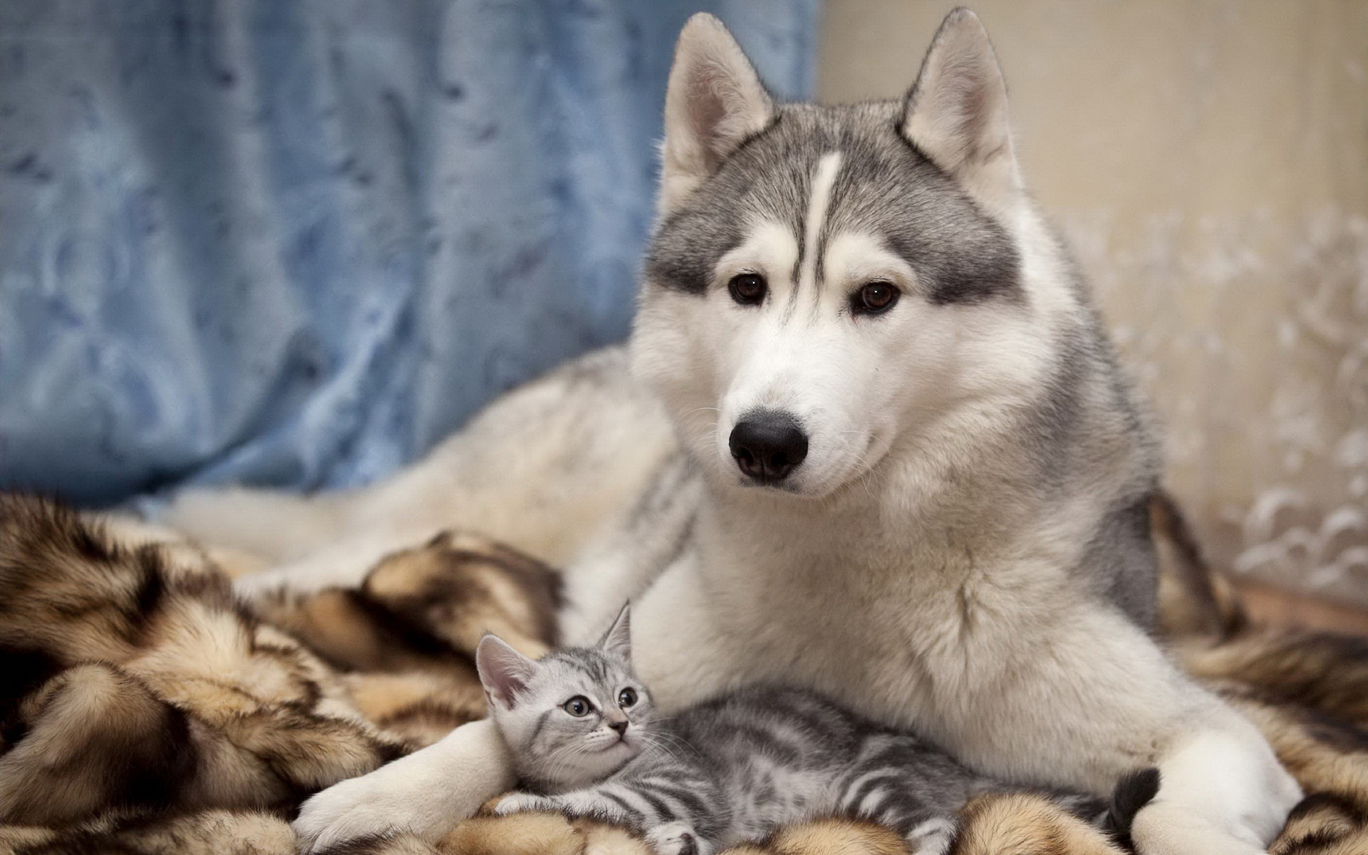 萌宠,动物,可爱,儿童桌面专用,小狗,狗,汪星人