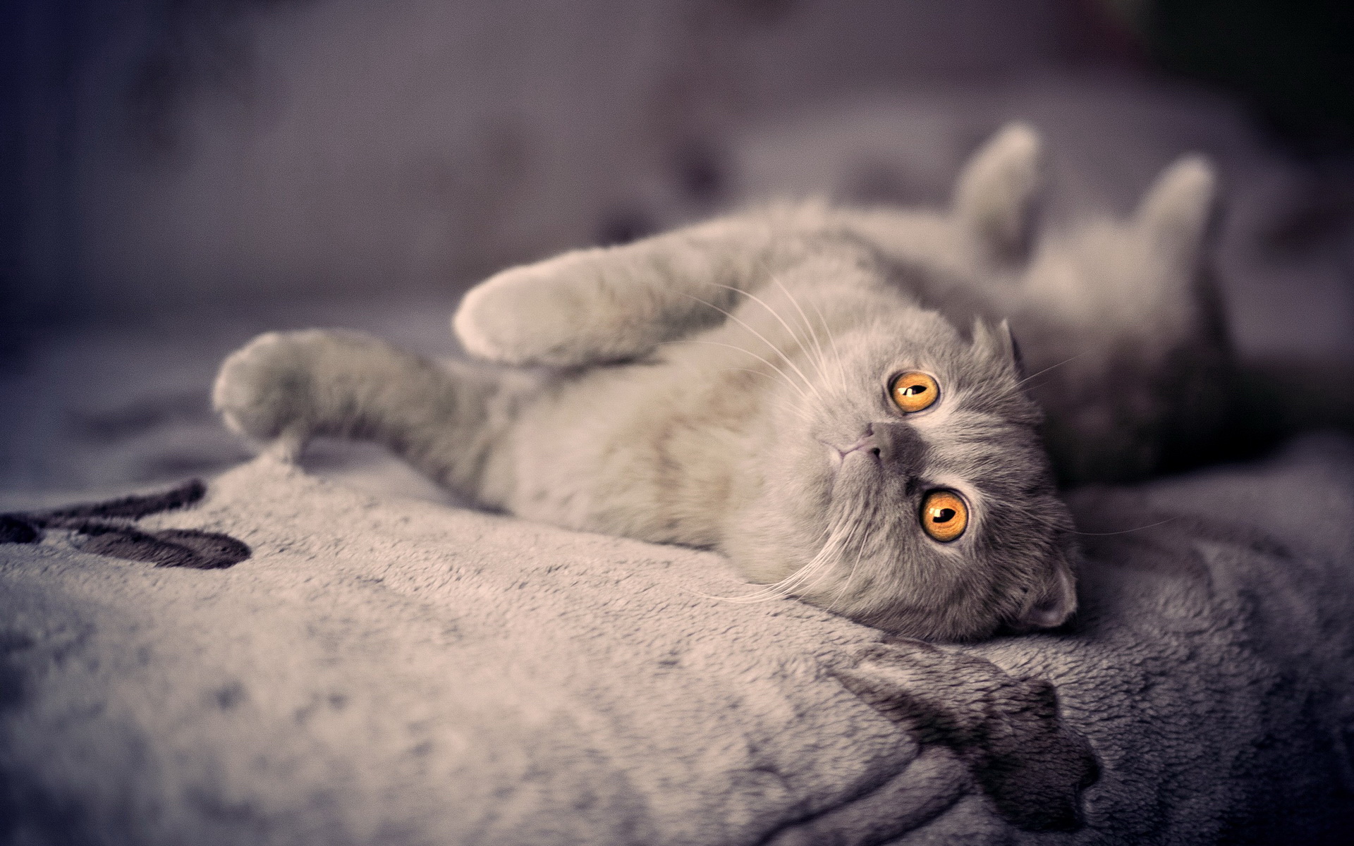 萌宠,动物,可爱,儿童桌面专用,宠物,喵星人,卖萌图