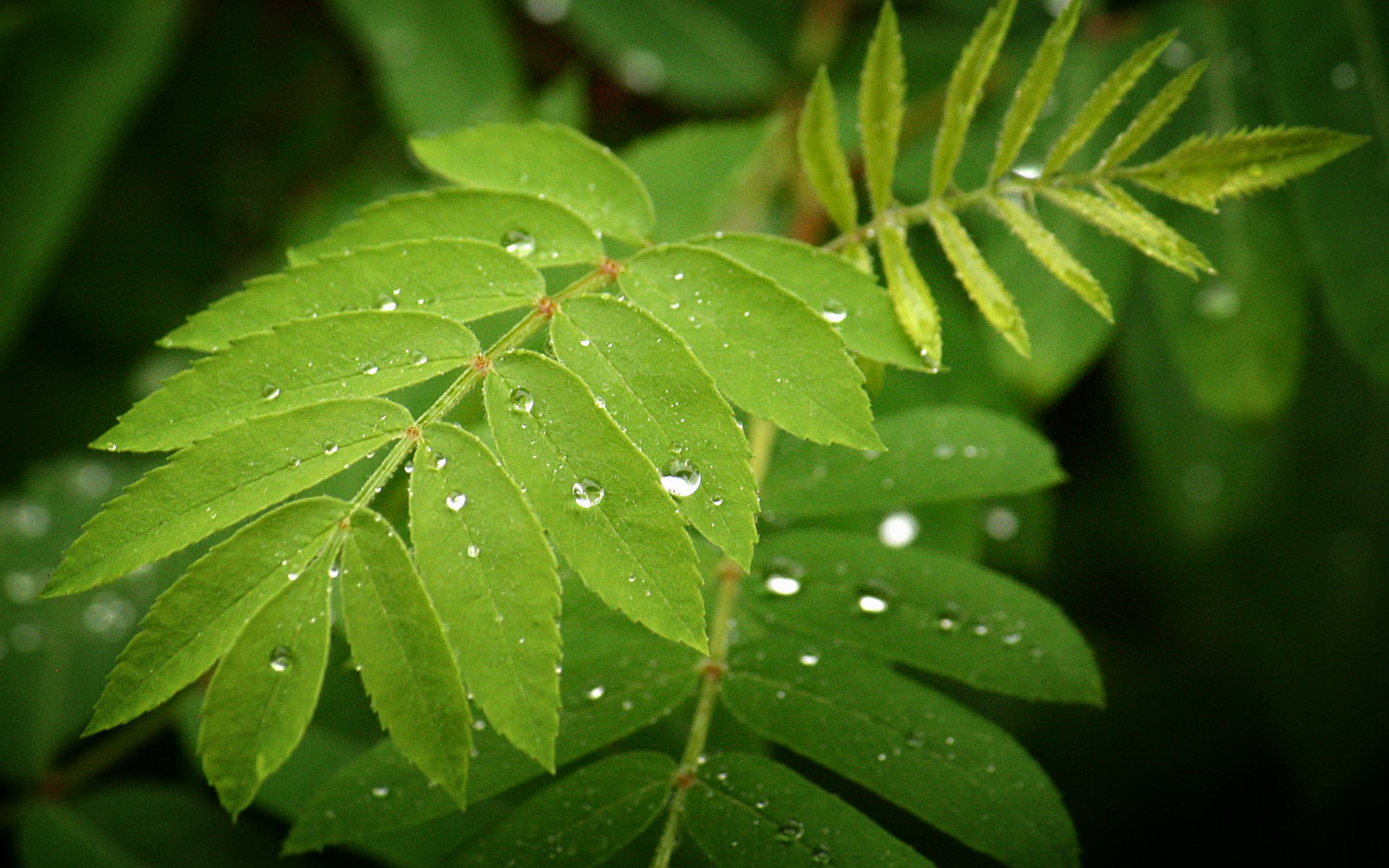 小清新,护眼壁纸,儿童桌面专用