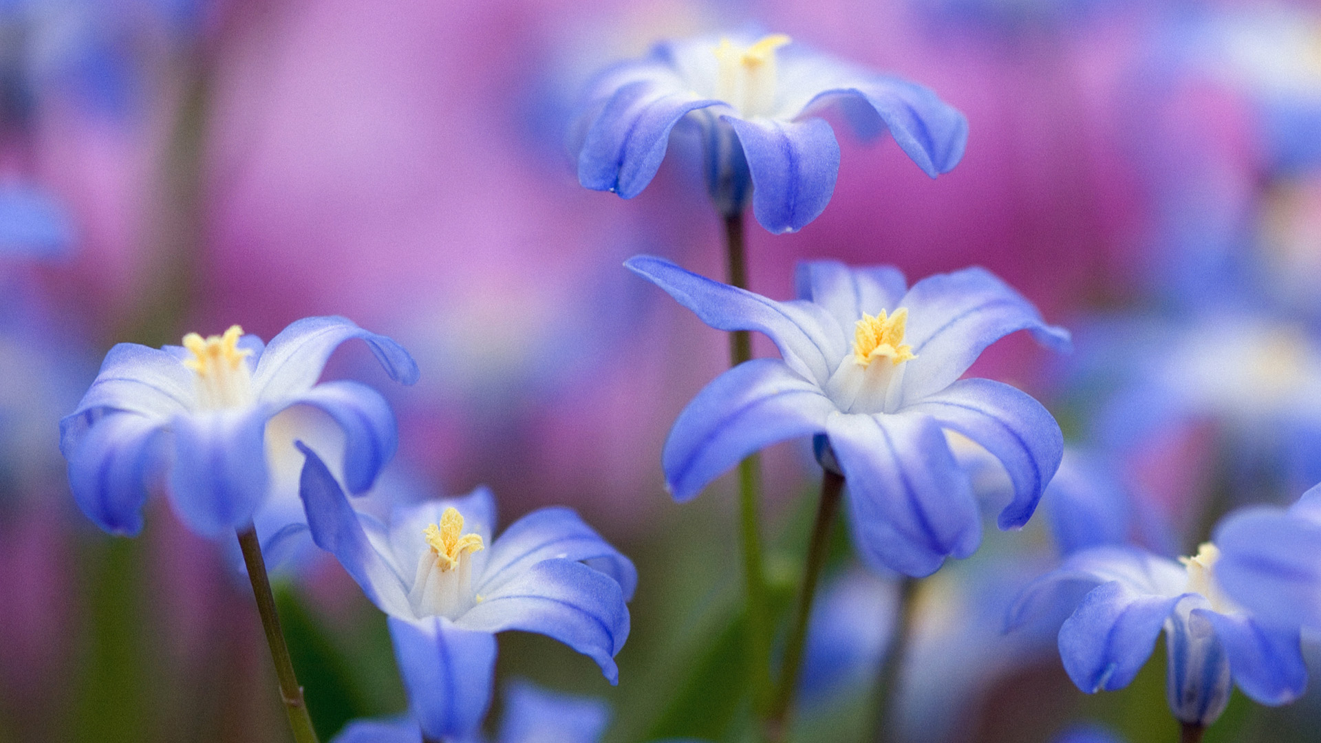小清新,清新淡雅,花卉,儿童桌面专用