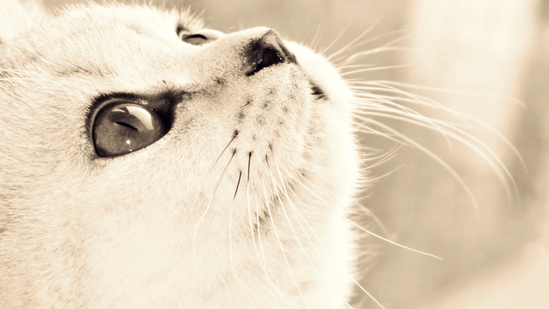 萌宠,动物,可爱,儿童桌面专用,宠物,喵星人,古灵精怪