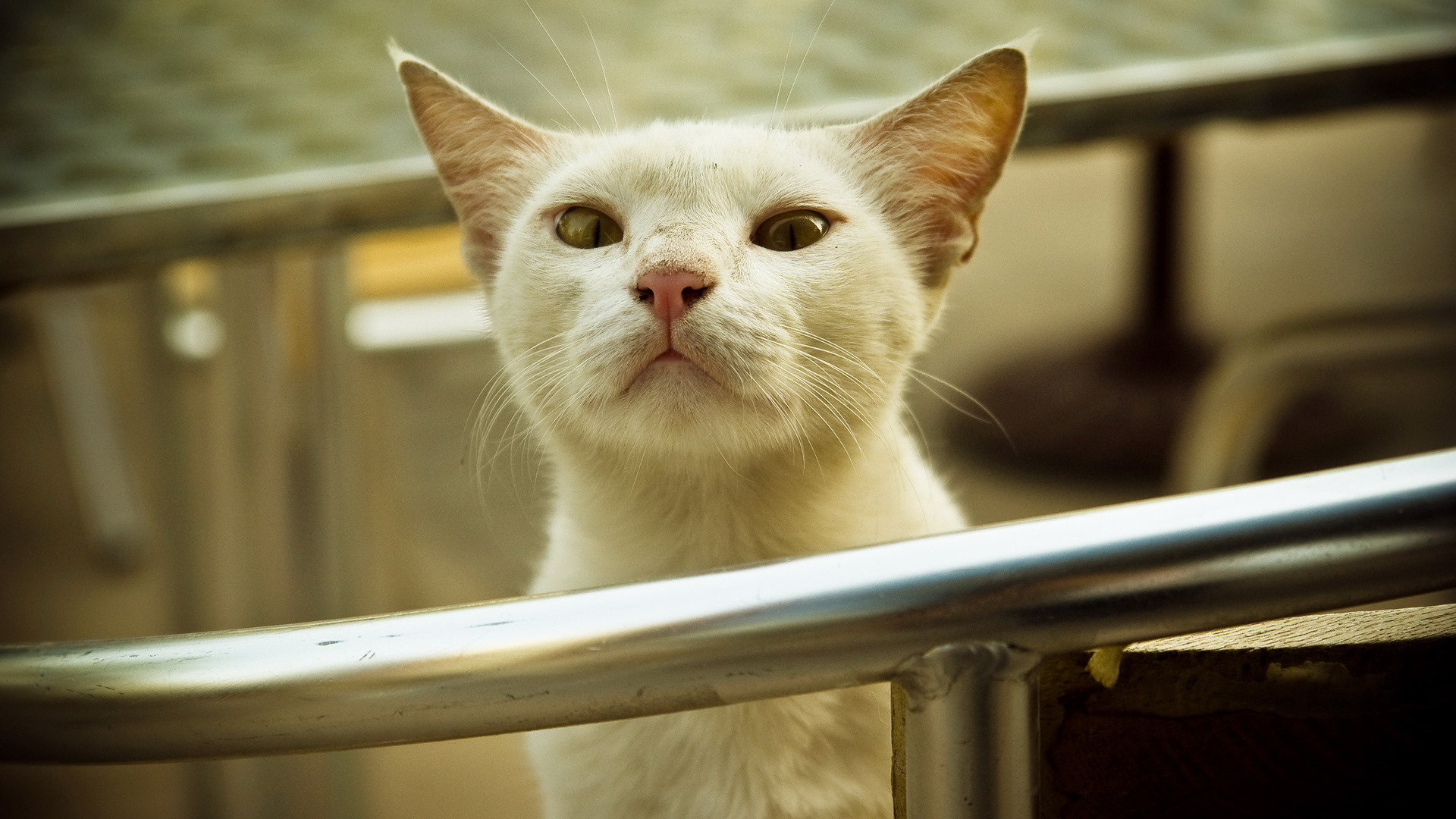 萌宠,动物,可爱,儿童桌面专用,宠物,喵星人