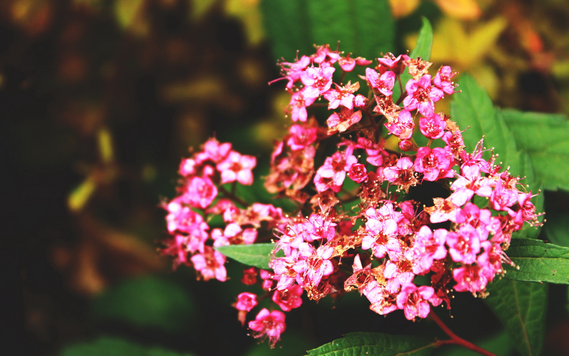 小清新,清爽,娇艳欲滴,儿童桌面专用