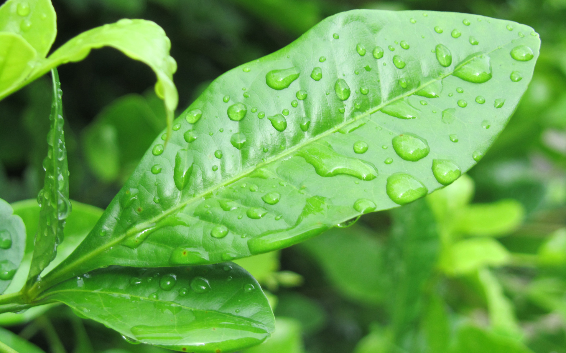 小清新,清爽,护眼壁纸,儿童桌面专用